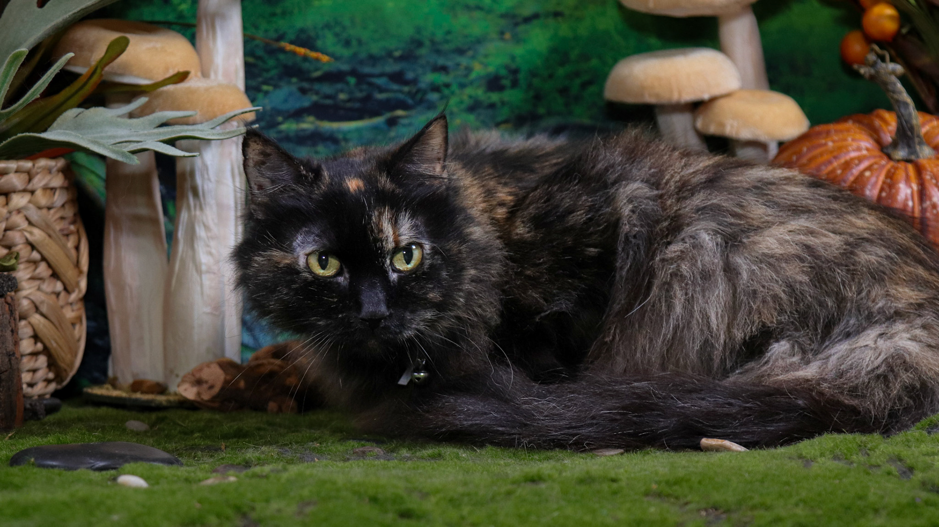 Mochi (F-DLH-Tortie)