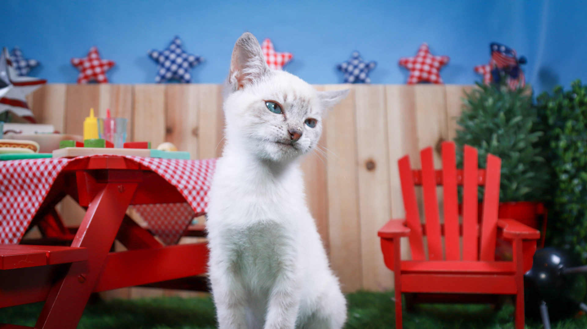 Elliot (F-DSH-Lynx Point Siamese)