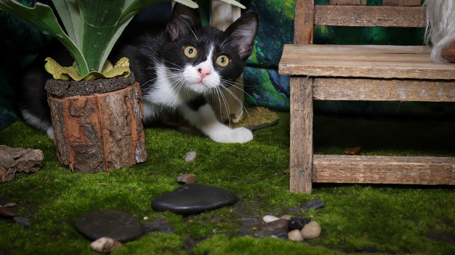 Gus (M-DSH-Black/White/Tuxie)
