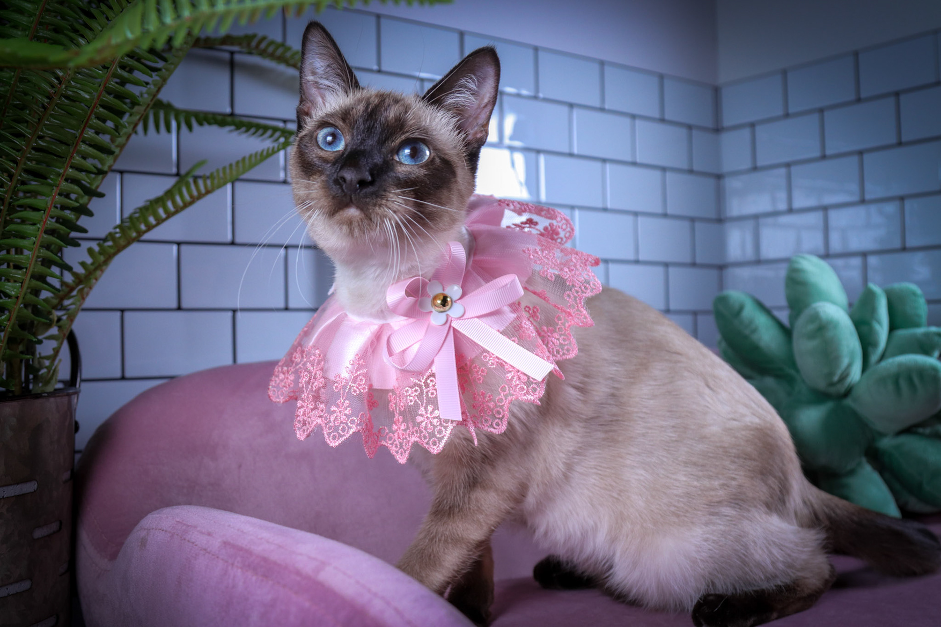 Lenore (F-DSH-Seal Point Siamese)