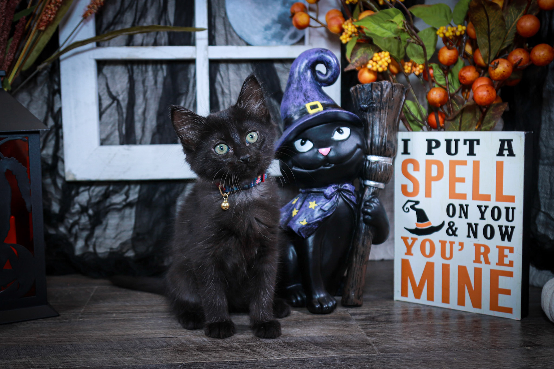 Boo (F-DLH-Black)