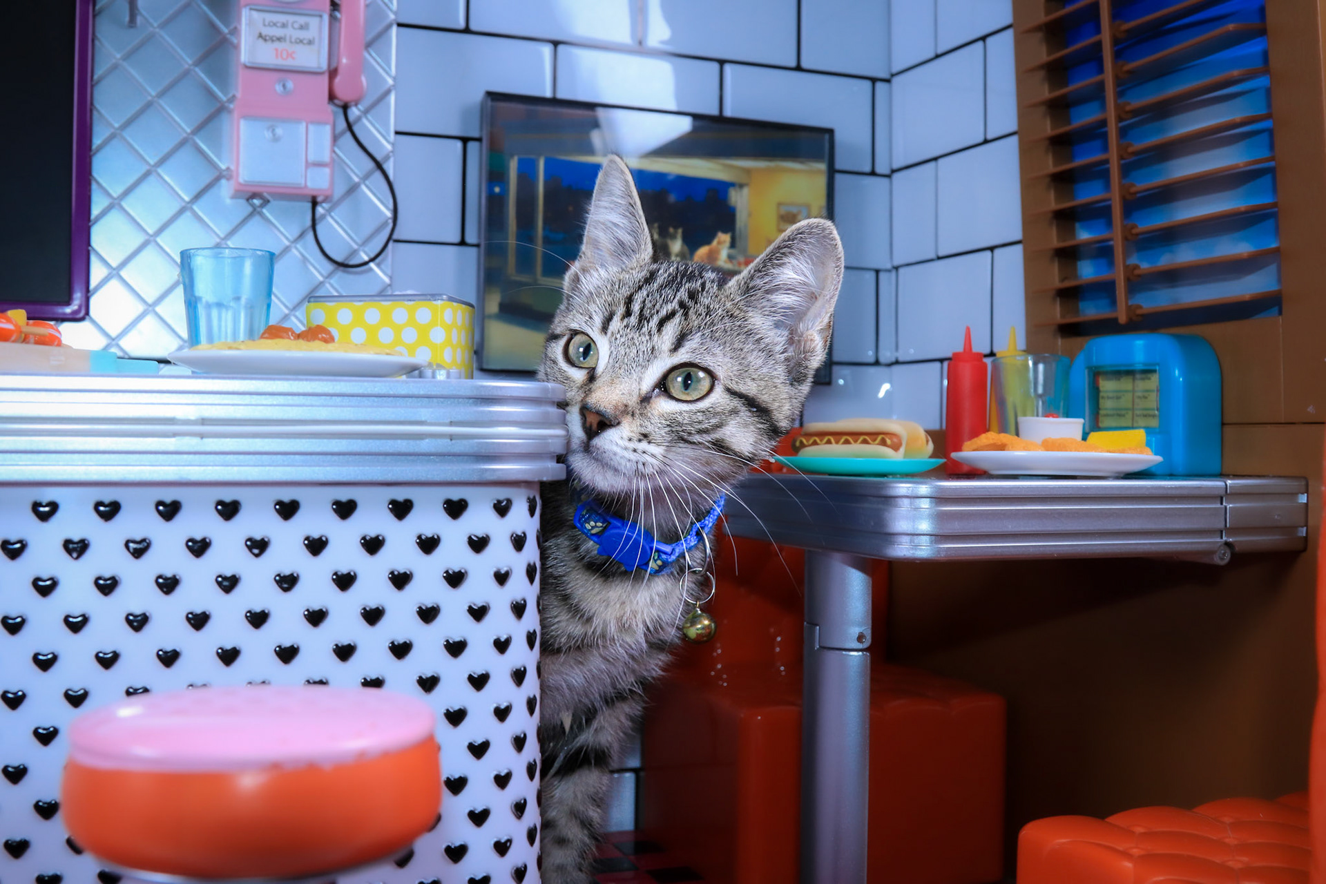 Felix (F-DSH-Tabby)