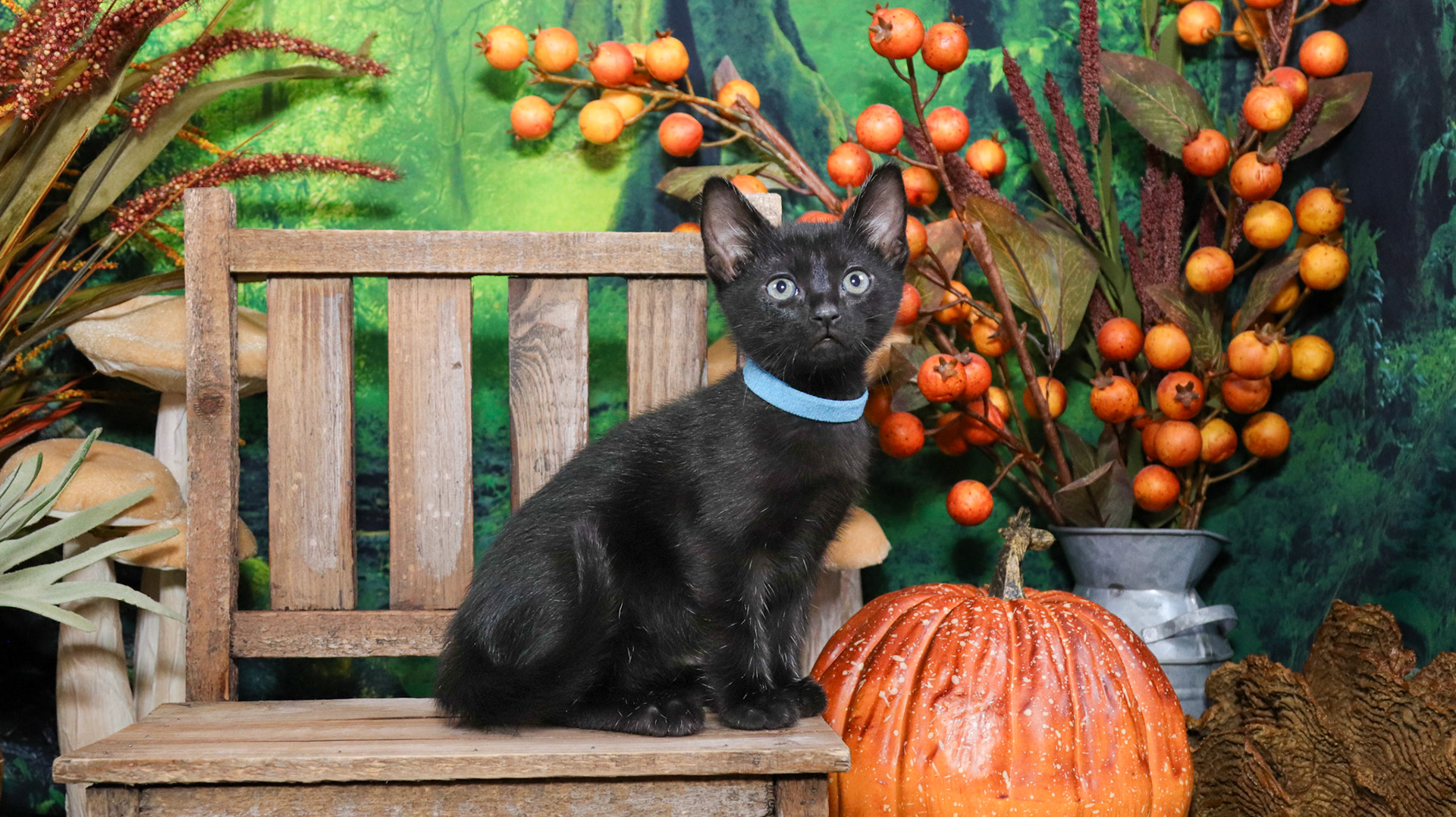 Koa (M-DSH-Polydactyl/Black)
