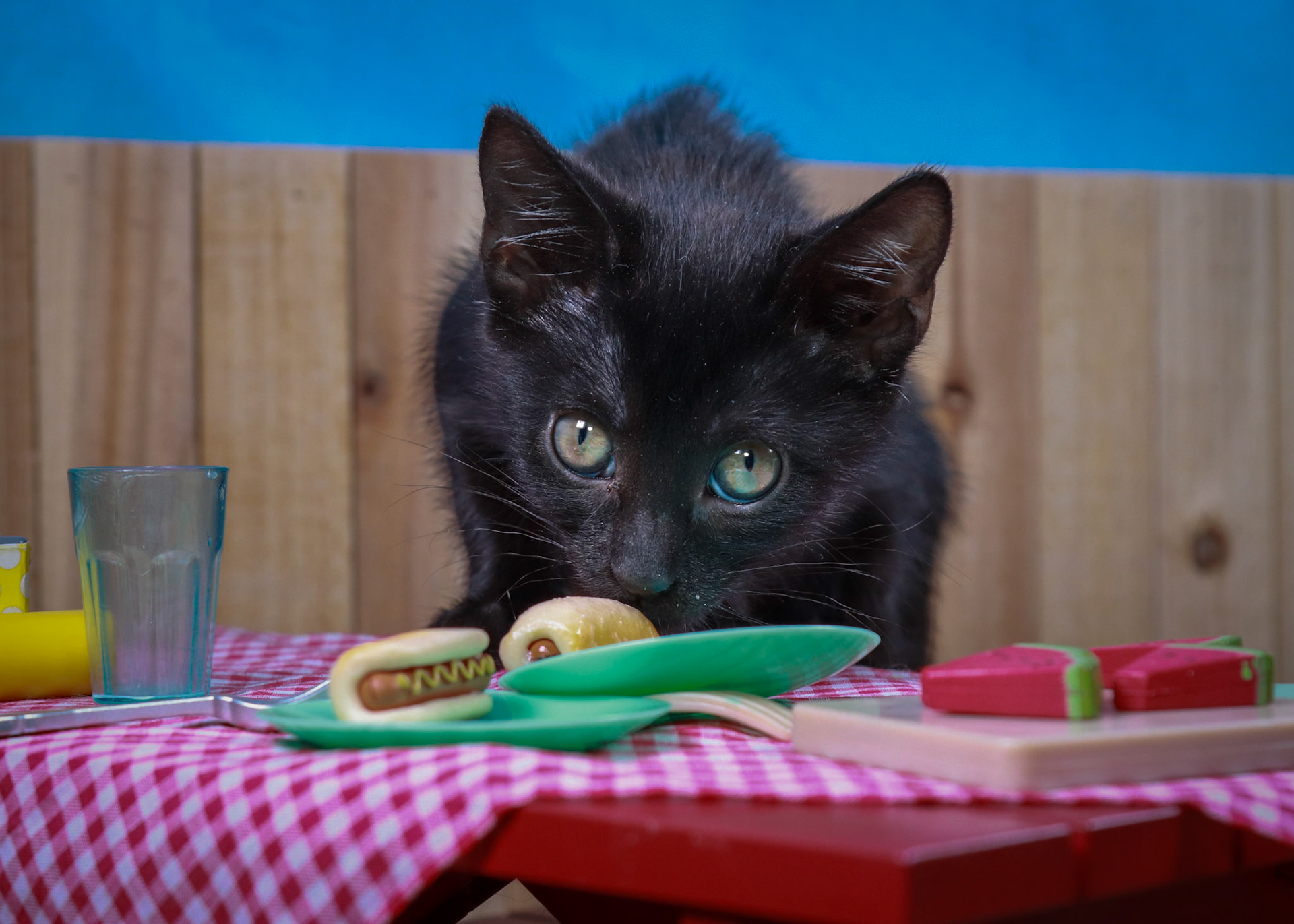 Tara (F-DSH-Black)
