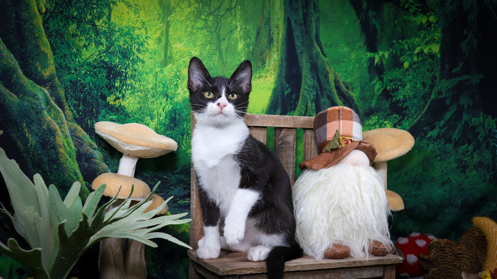 Gus (M-DSH-Black/White/Tuxie)