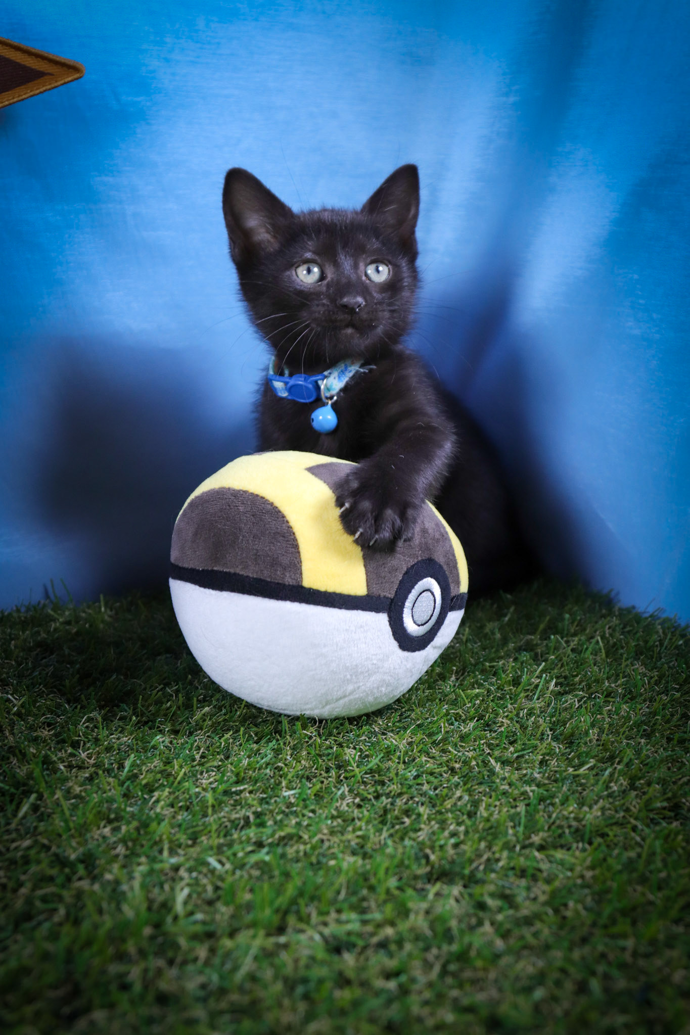 Glaceon (F-DSH-Black)