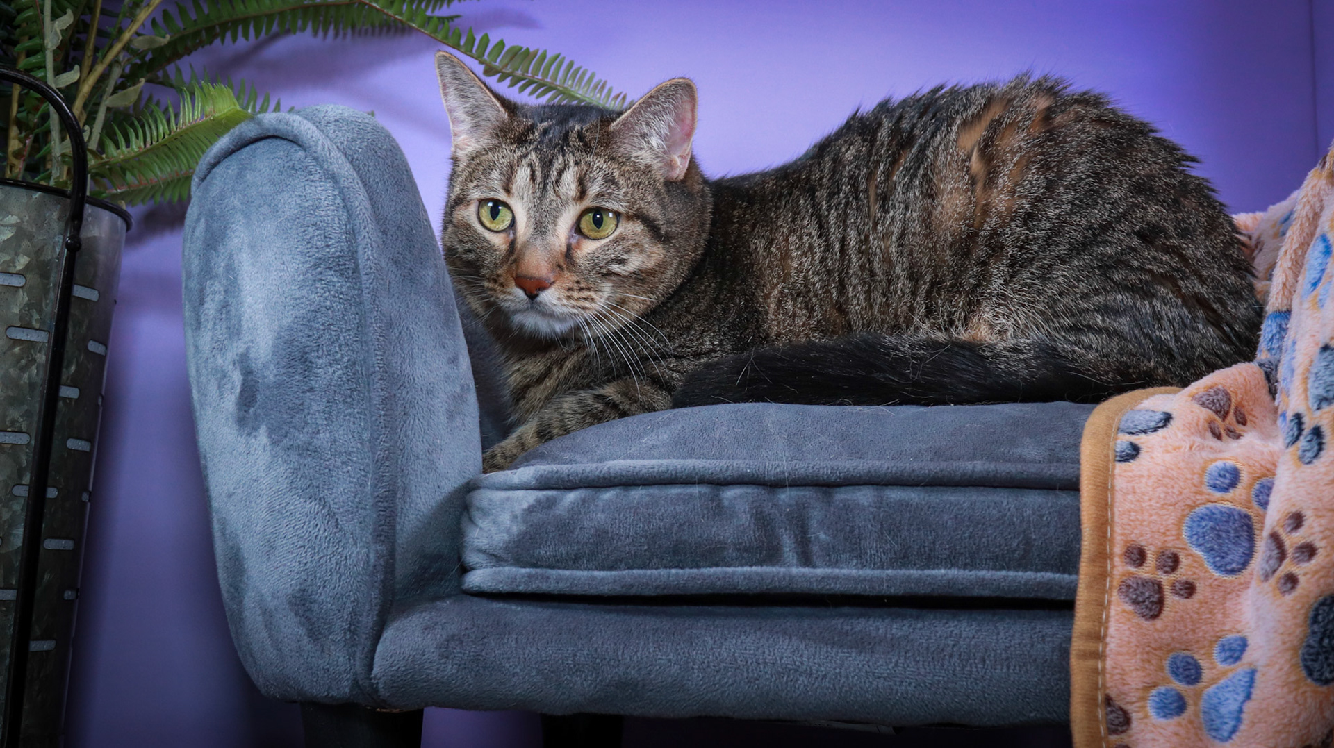 Tommy (M-DSH-Brown/Black/Tabby)