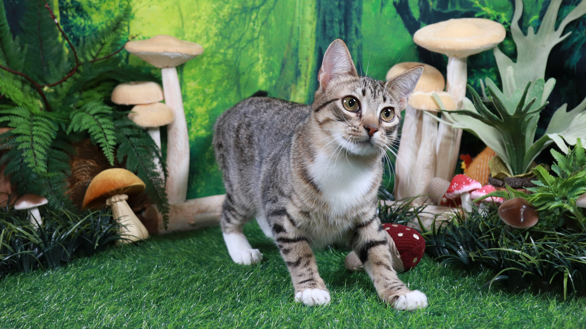Frankie (F-DSH-Grey/Tabby)