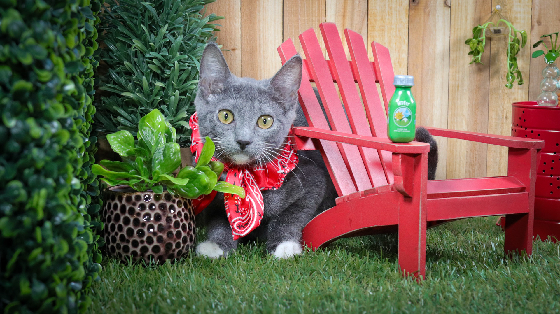 Anya (F-DSH-Gray/White)