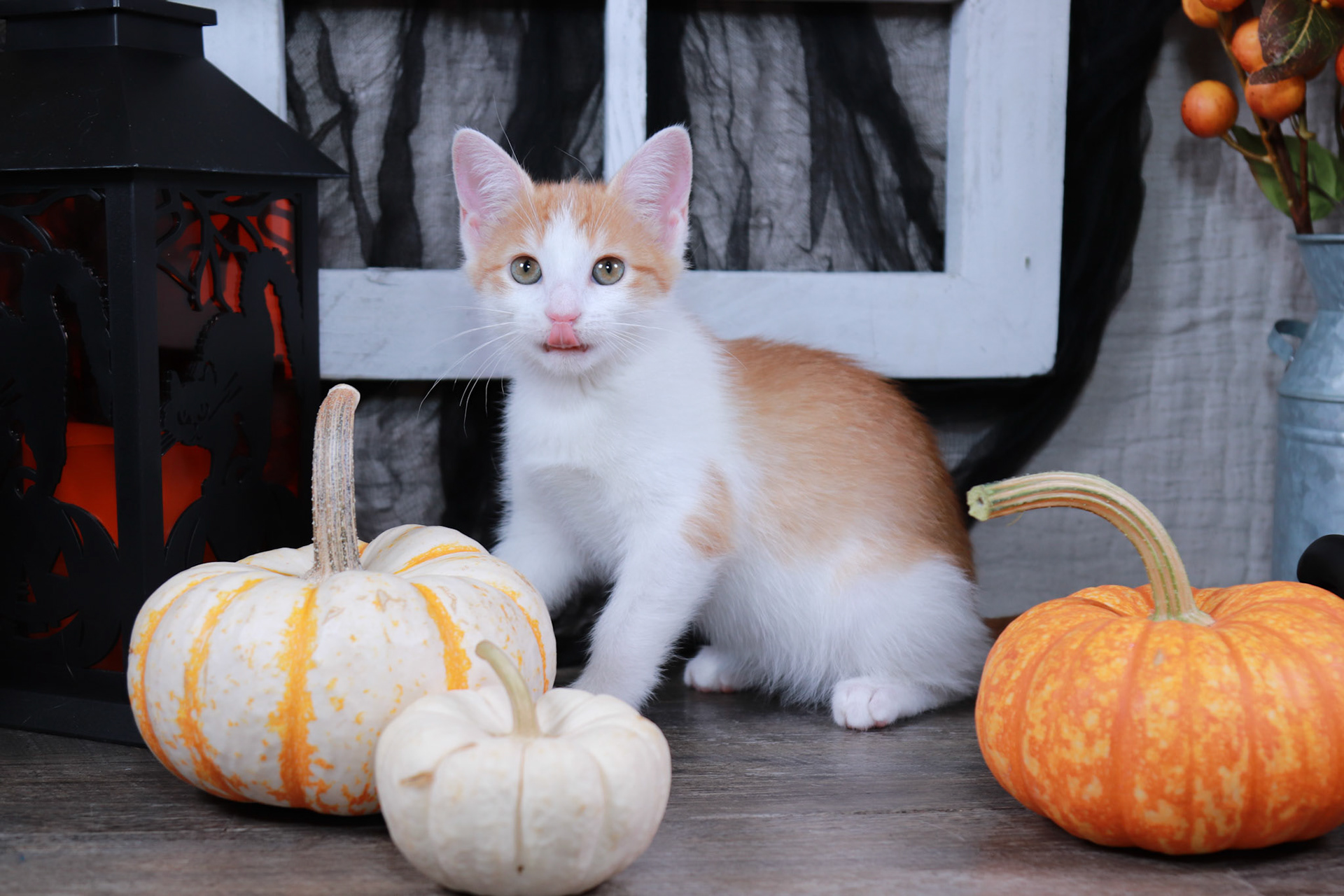 Charlotte (F-DSH-Ginger/White)