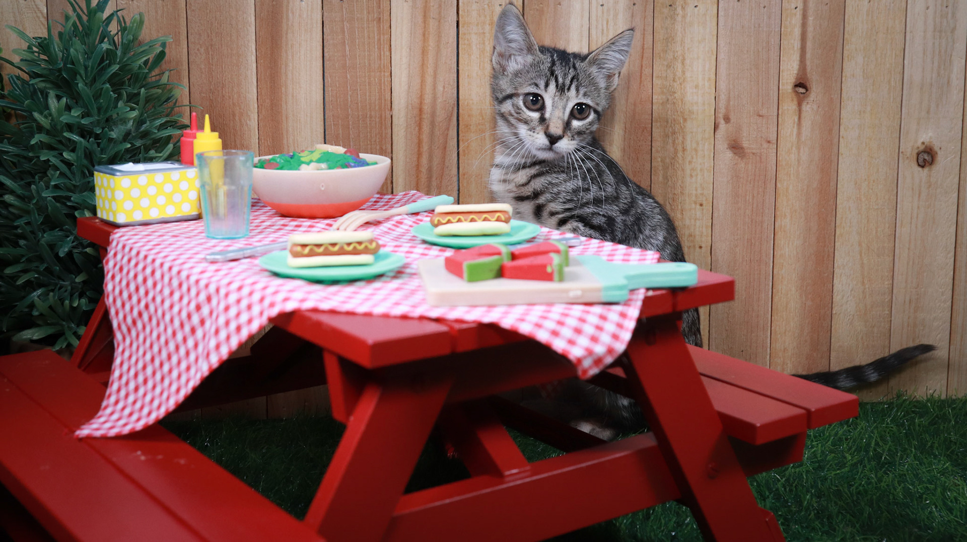 Toonces (F-DSH-Tabby)