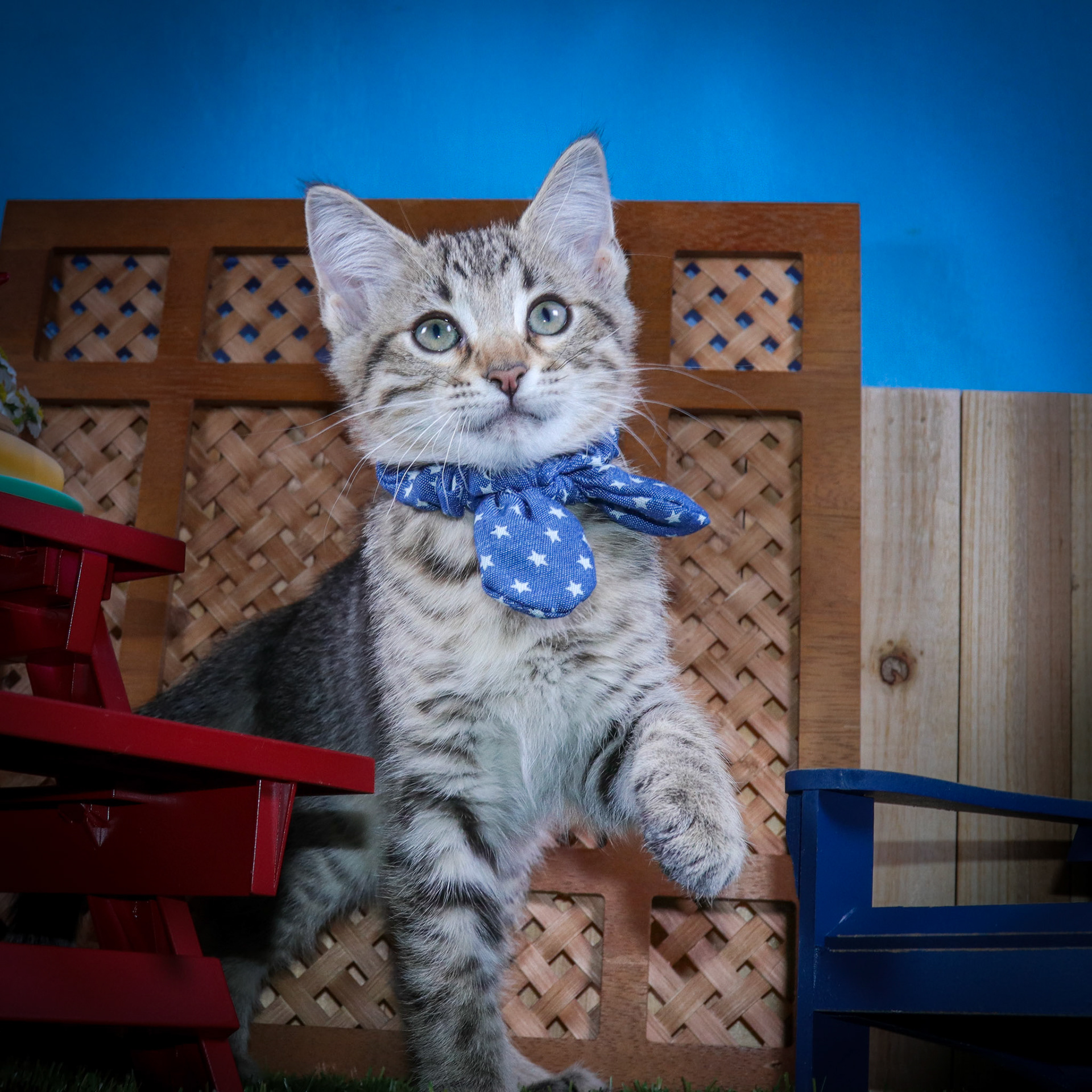 Rocky (M-DSH-Tabby)