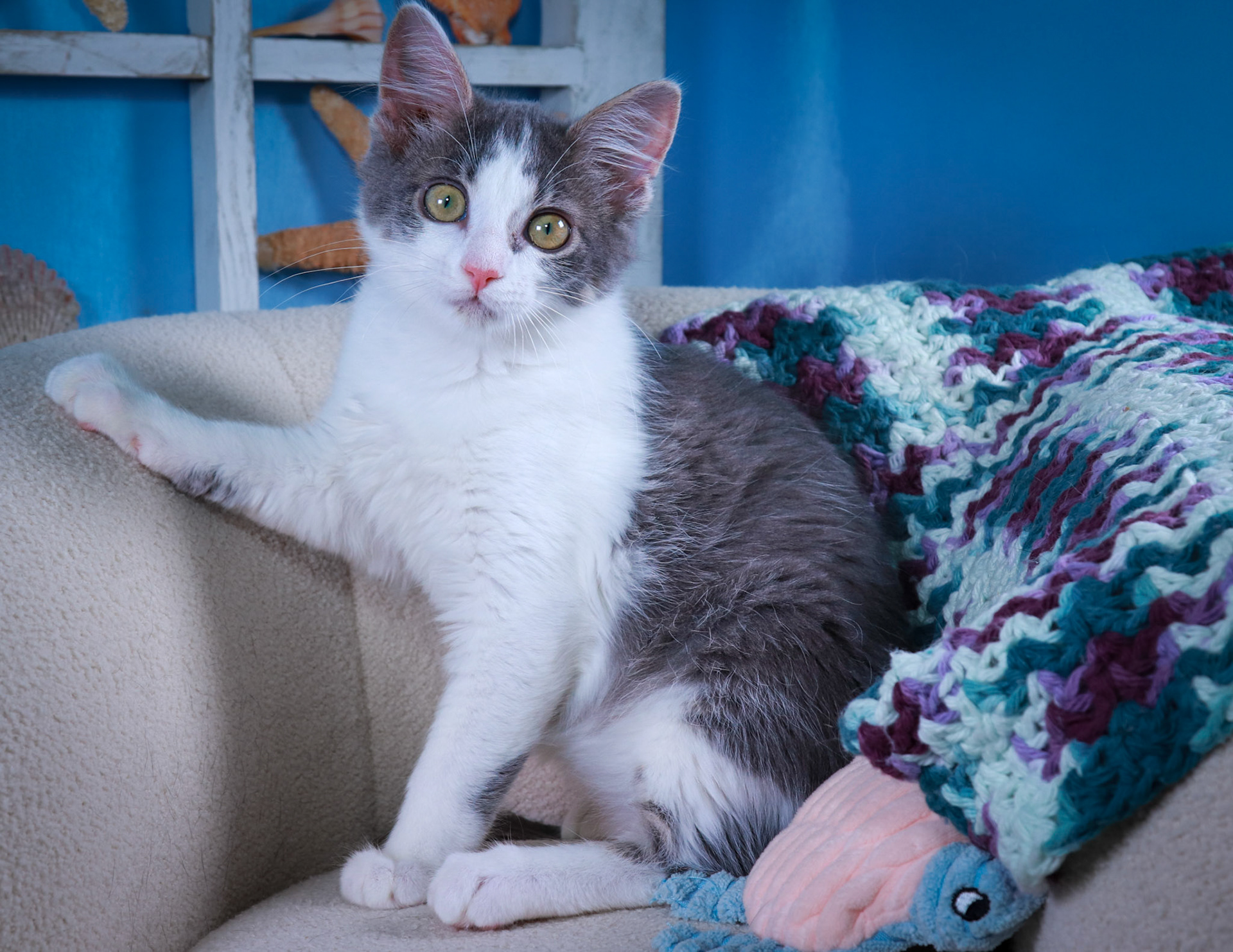 Scarlet (F-DSH-Gray/White)