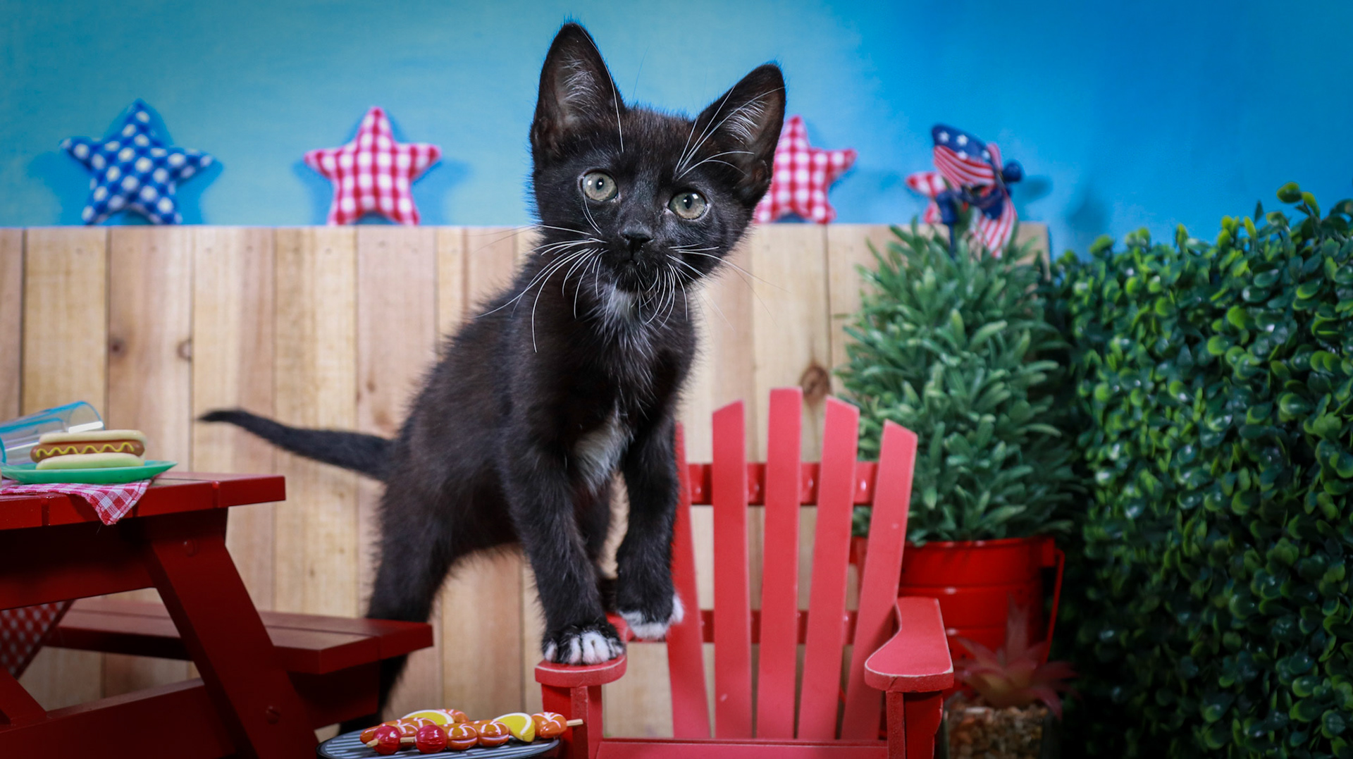 Davy Jones (M-DSH-Black/White/Tuxie)