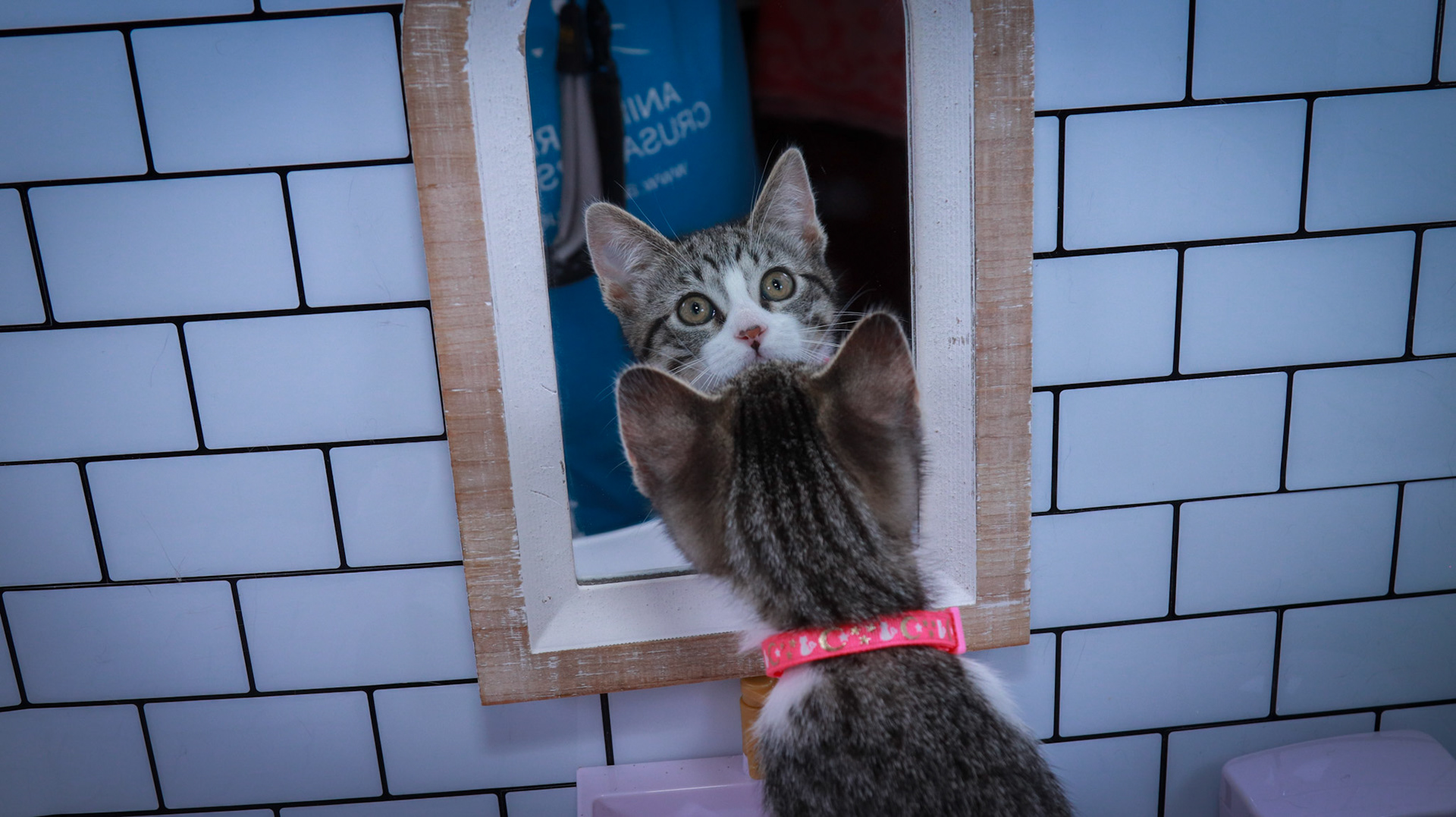 Mei (F-DSH-Tabby/White)