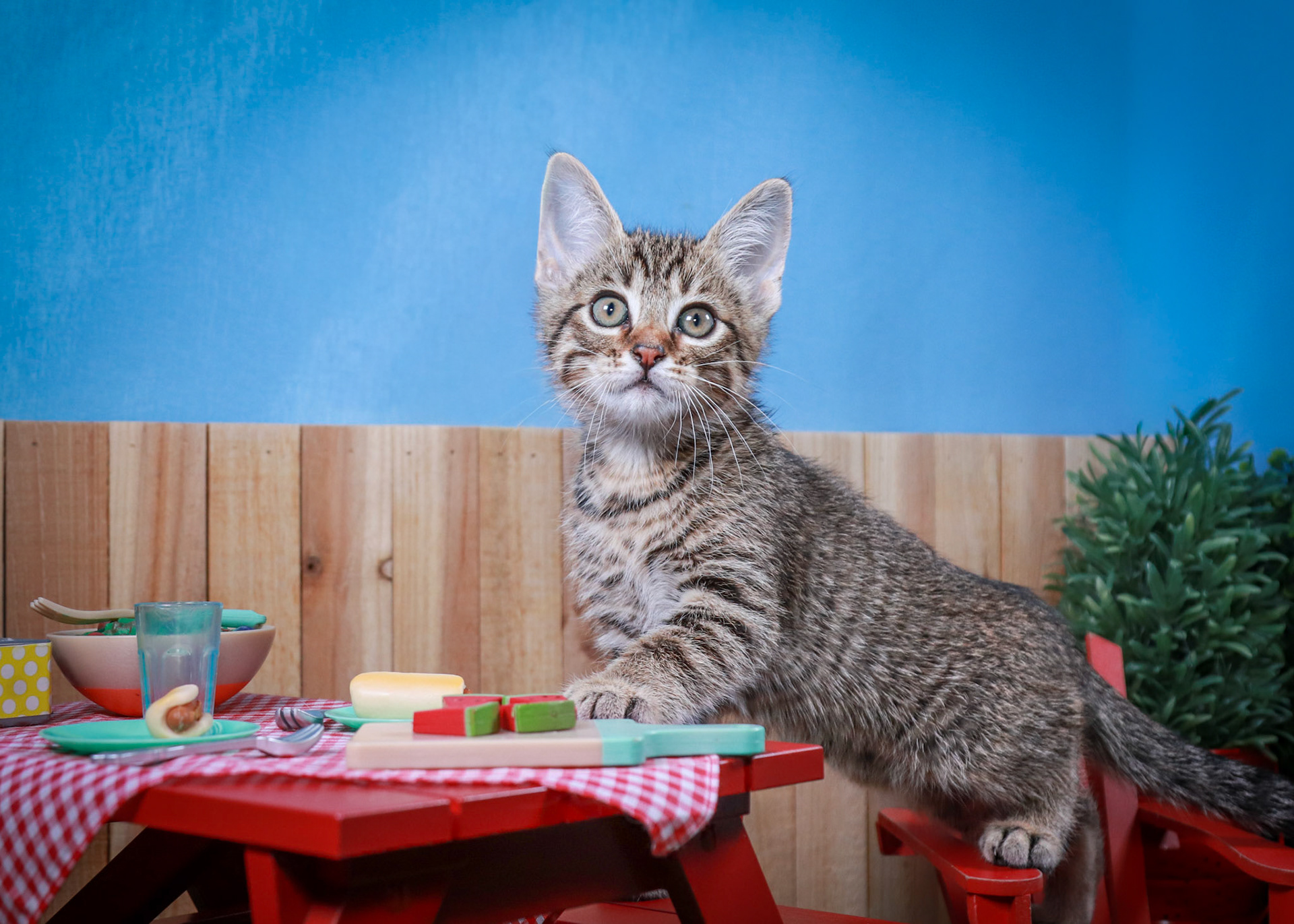Bosky (M-DSH-Brown/Tabby)
