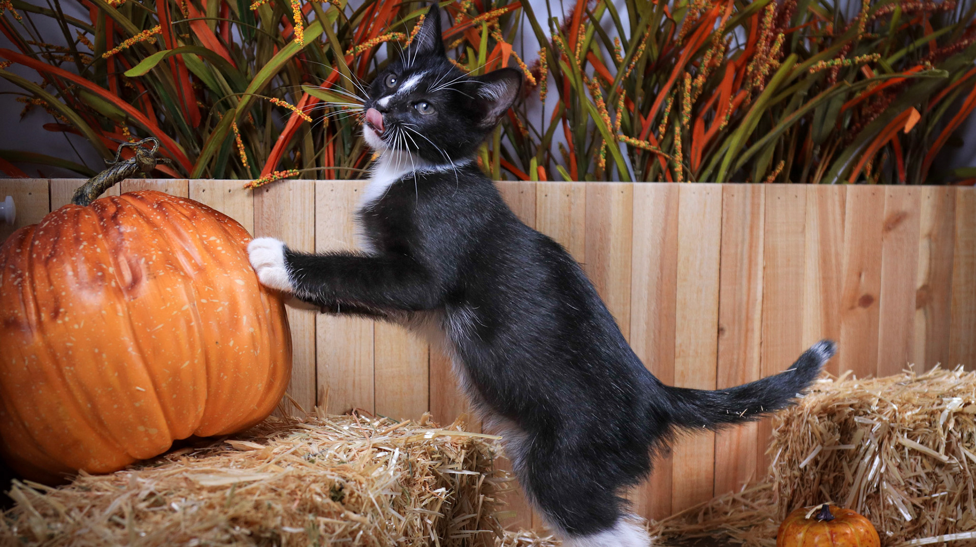 Ringo (M-DSH-Black/White/Tuxedo)