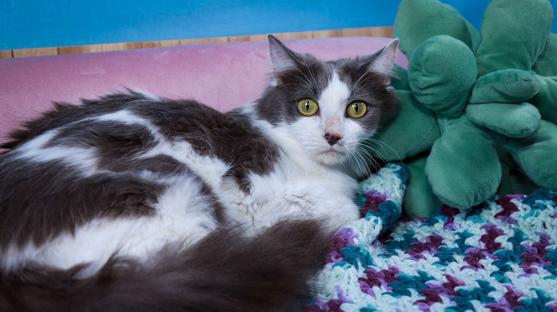 Roxy (F-DLH-Grey/White)