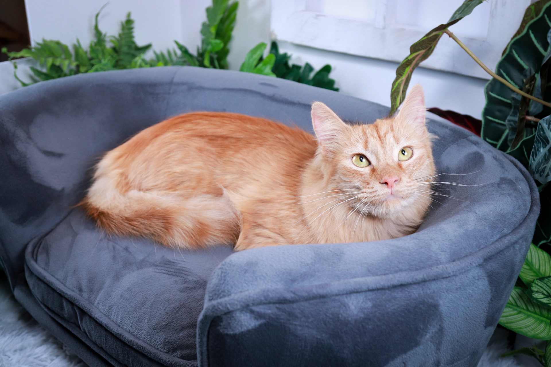 Mango (M-DLH-Ginger/Tabby)