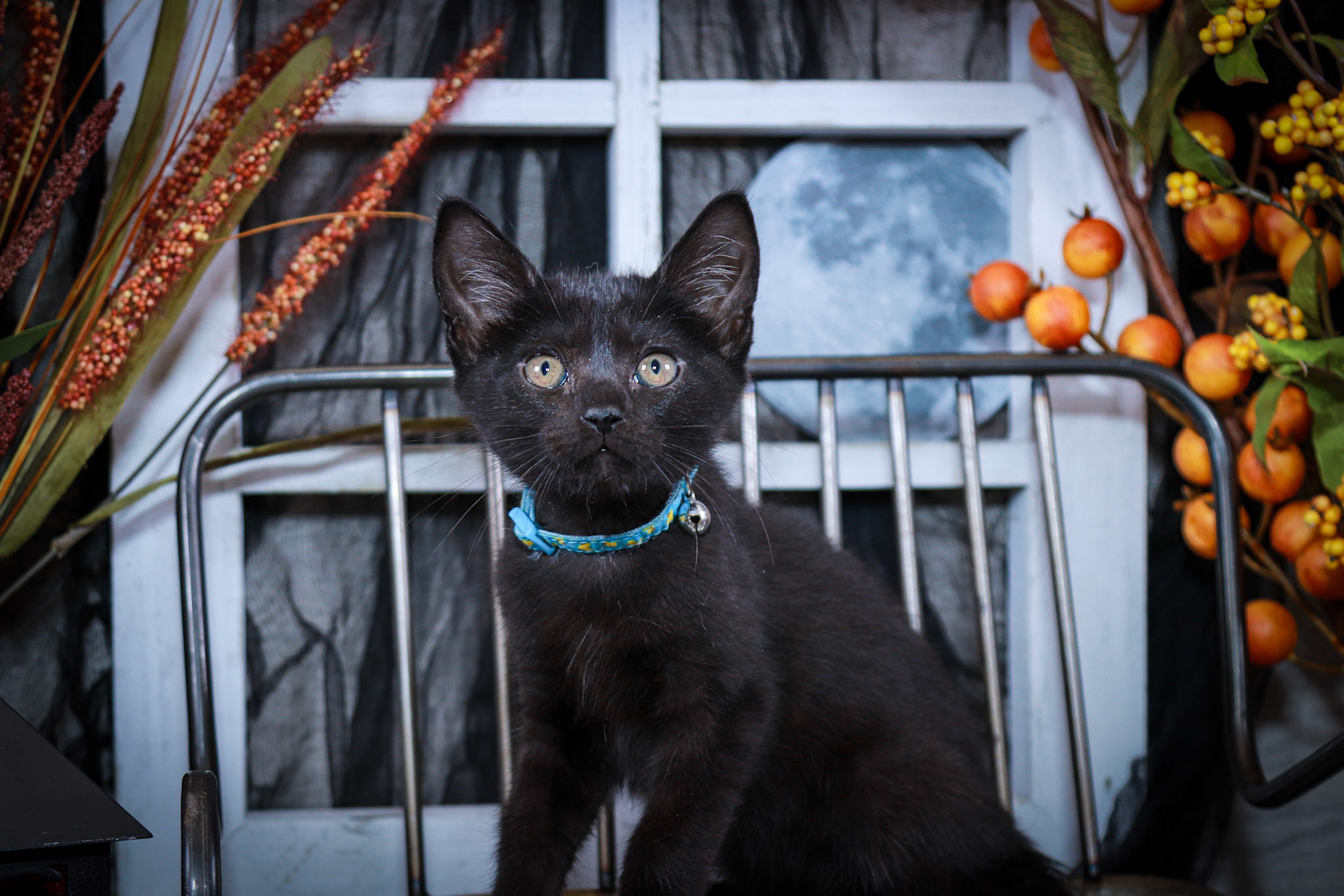 Jaq (M-DSH-Black)