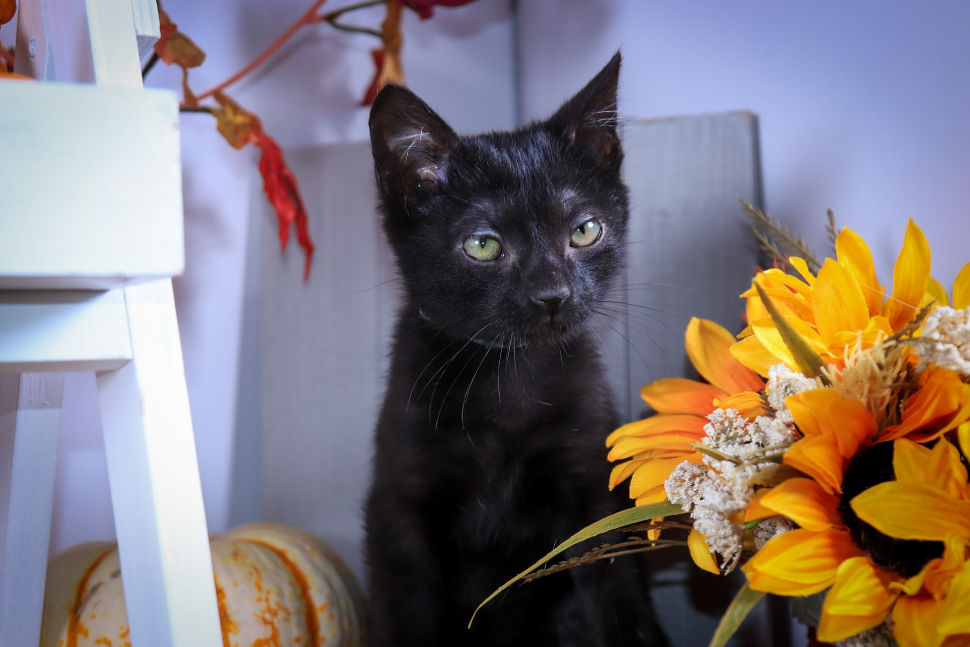 Mojito (M-DSH-Black)