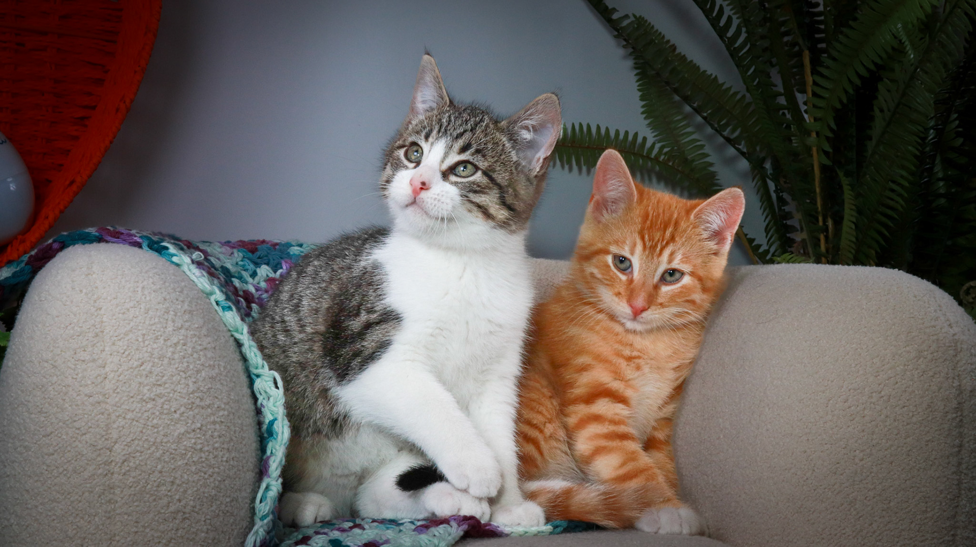 Gus (M-DSH-Tabby/White), Woodrow (M-DSH-Ginger)