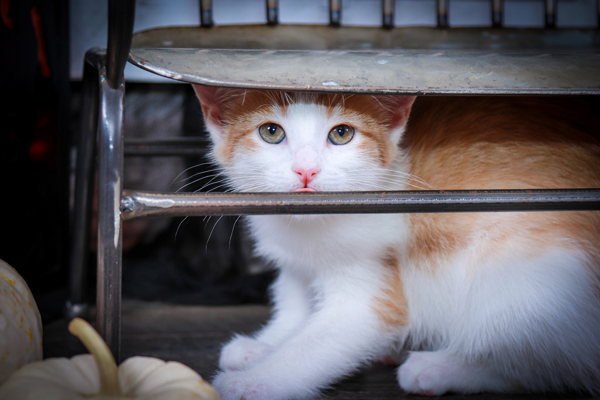 Charlotte (F-DSH-Ginger/White)