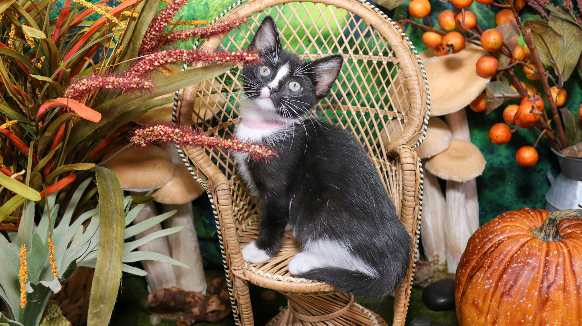 Magnolia (F-DSH-Black/White/Tuxie)