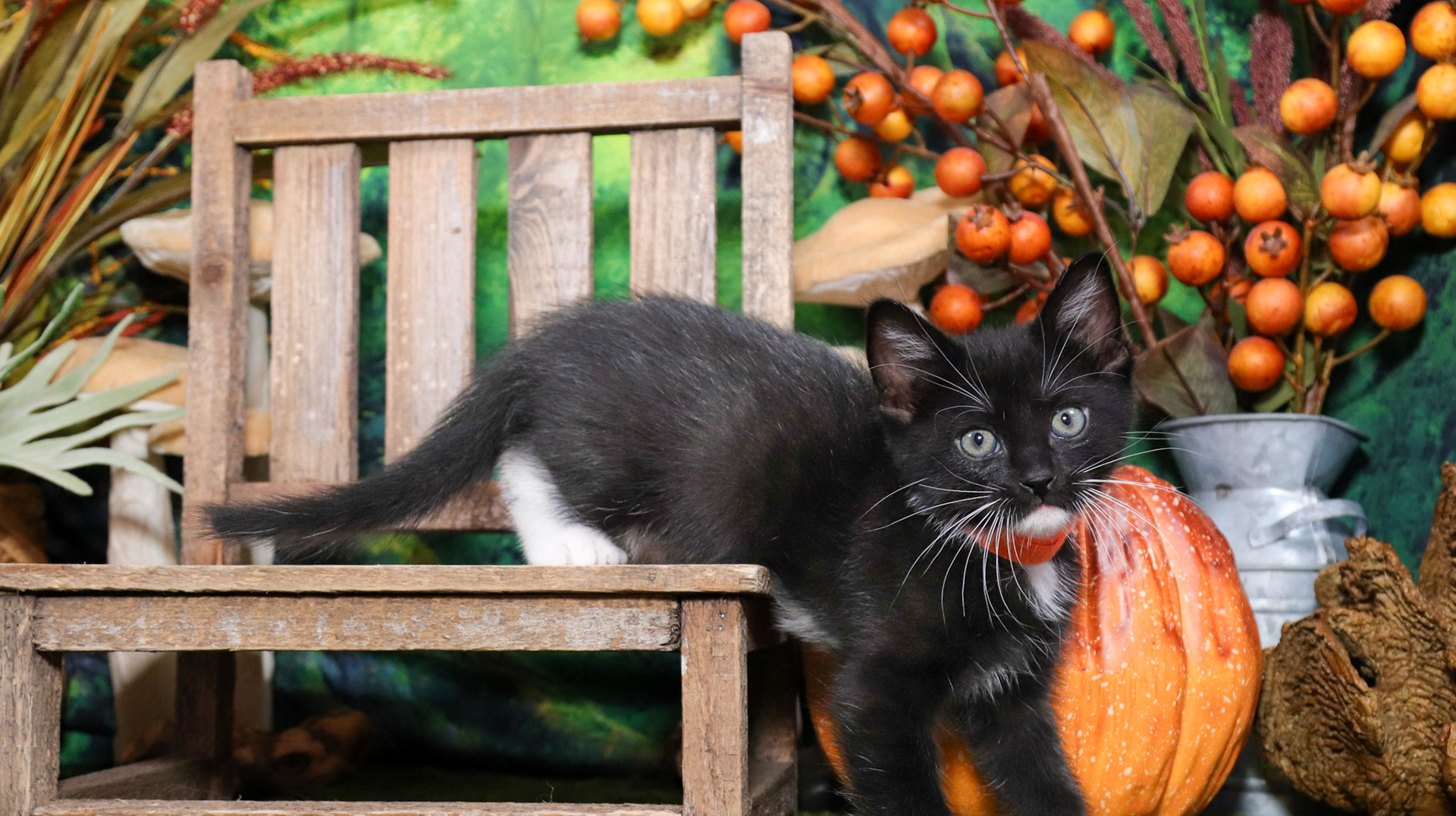 Ash (M-DSH-Black/White/Tuxie)
