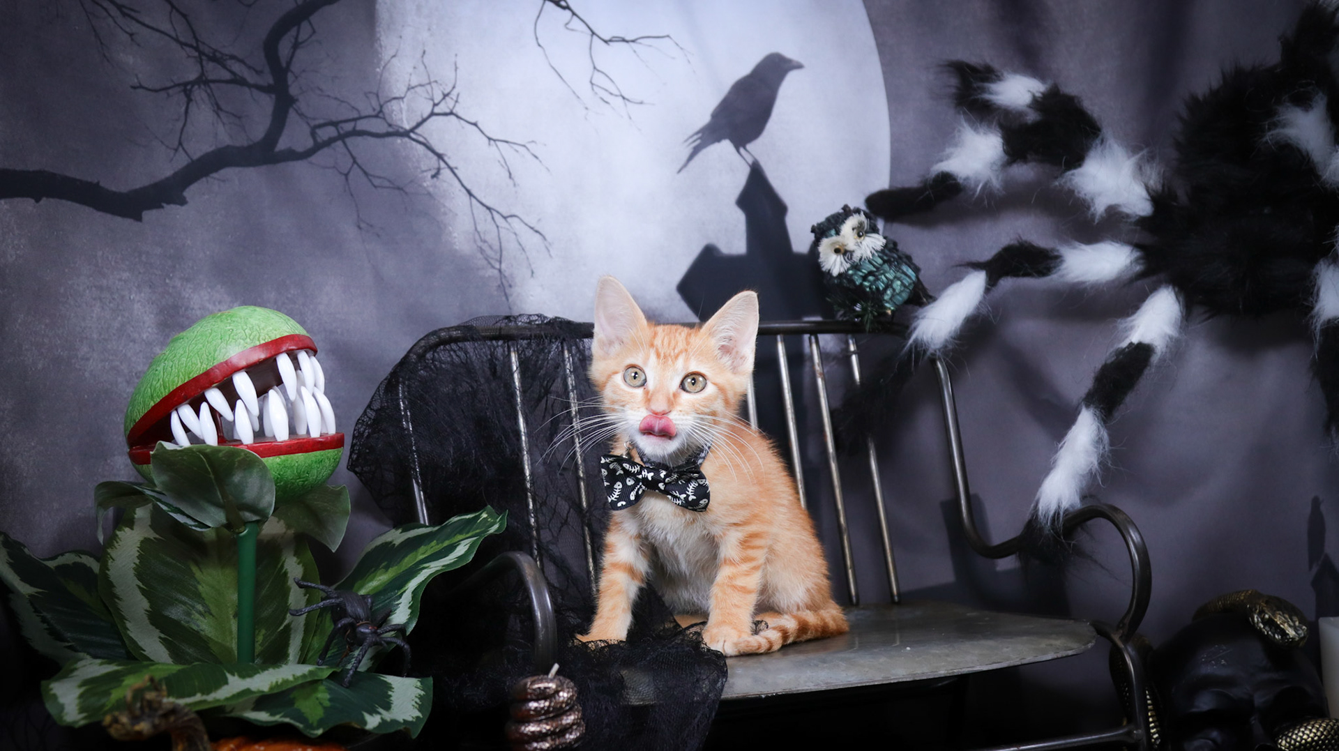 Arlo (M-DSH-Ginger)