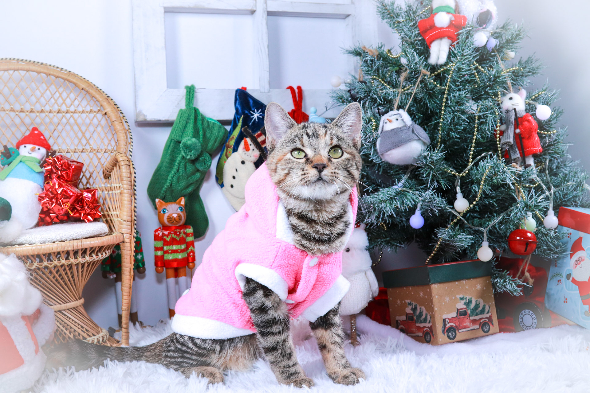 Jillybelle (F-DSH-Tabby)