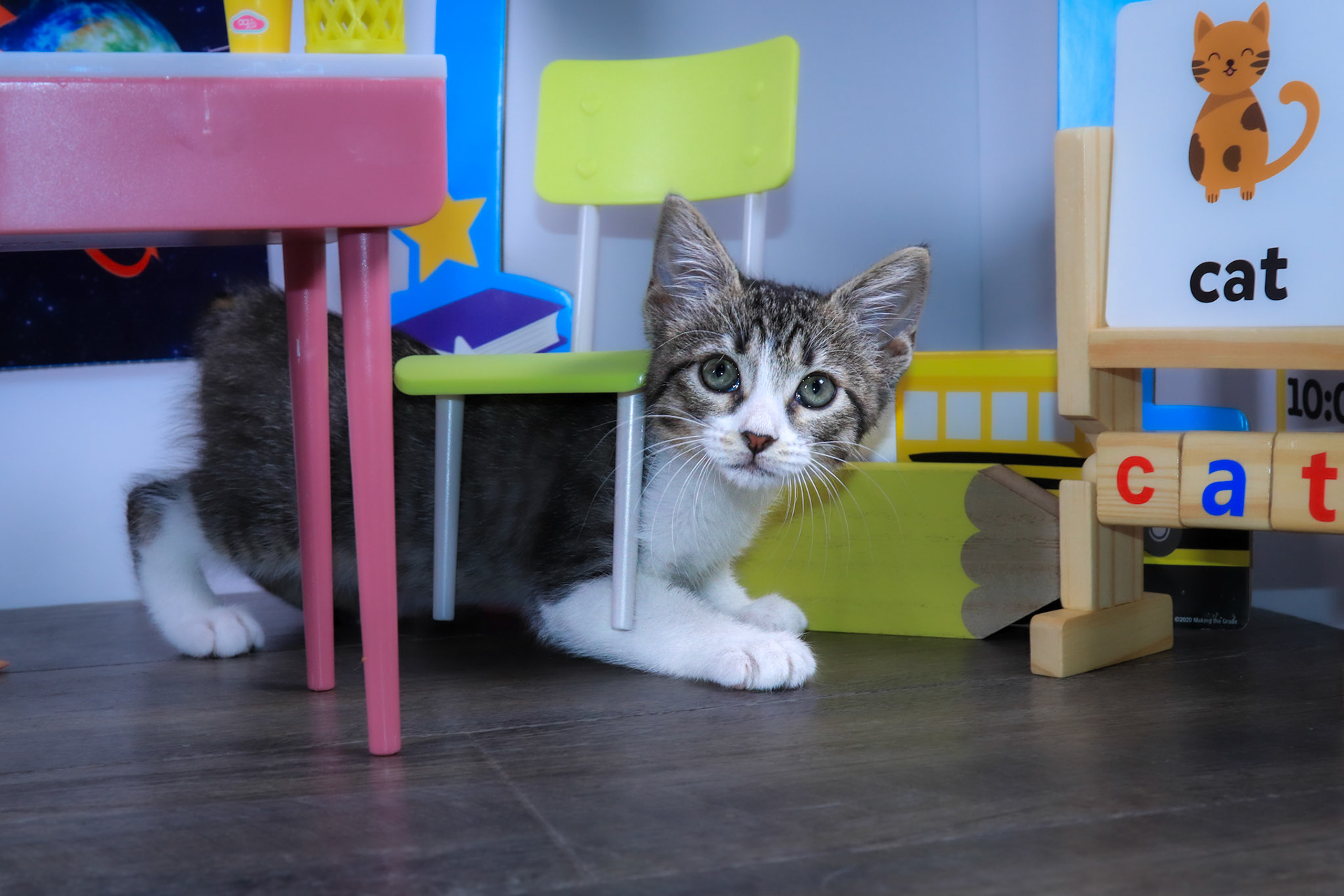 Washi (F-DSH-Tabby/White/Manx)