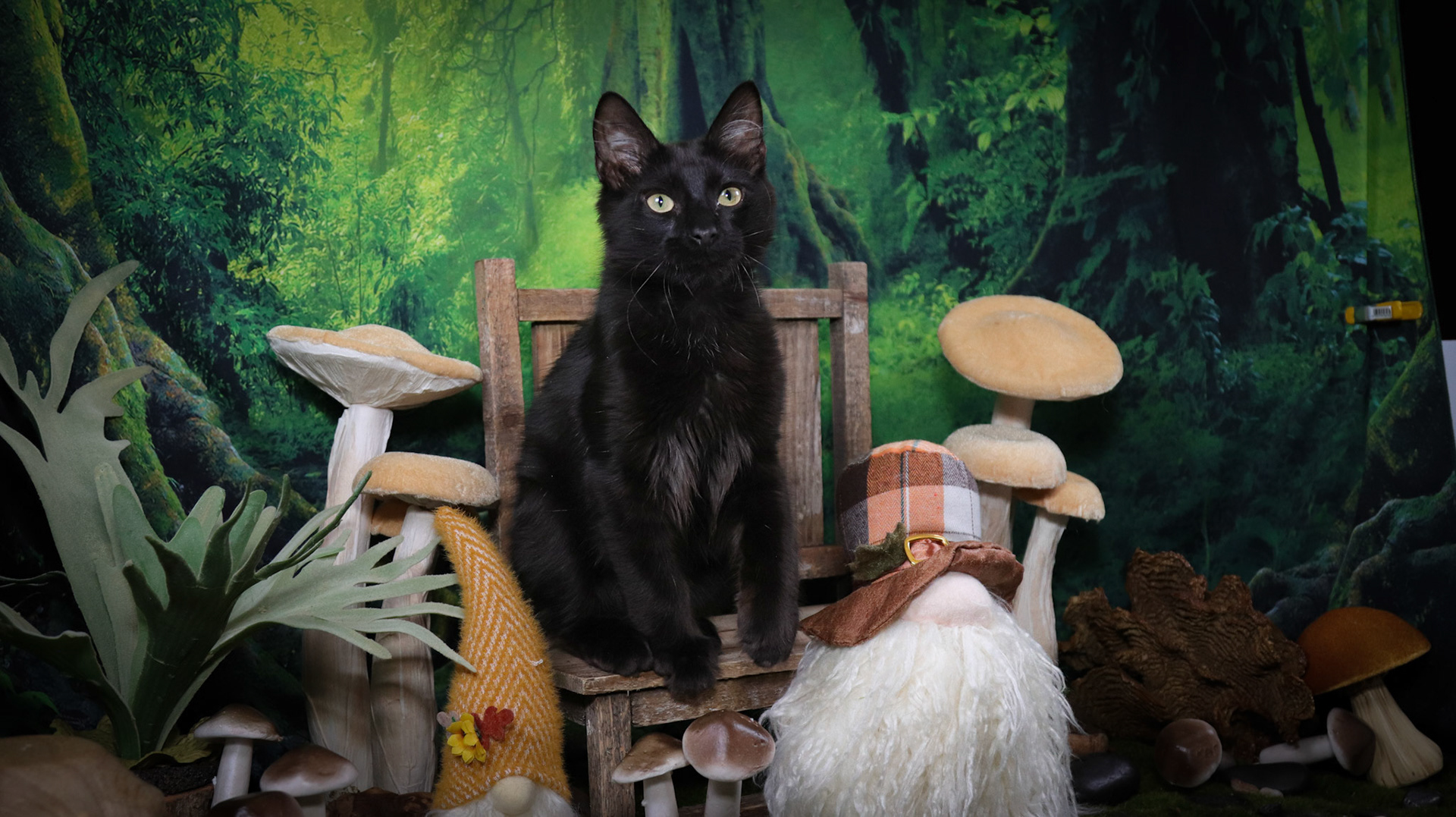 Rafiki (M-DLH-Black/Manx)