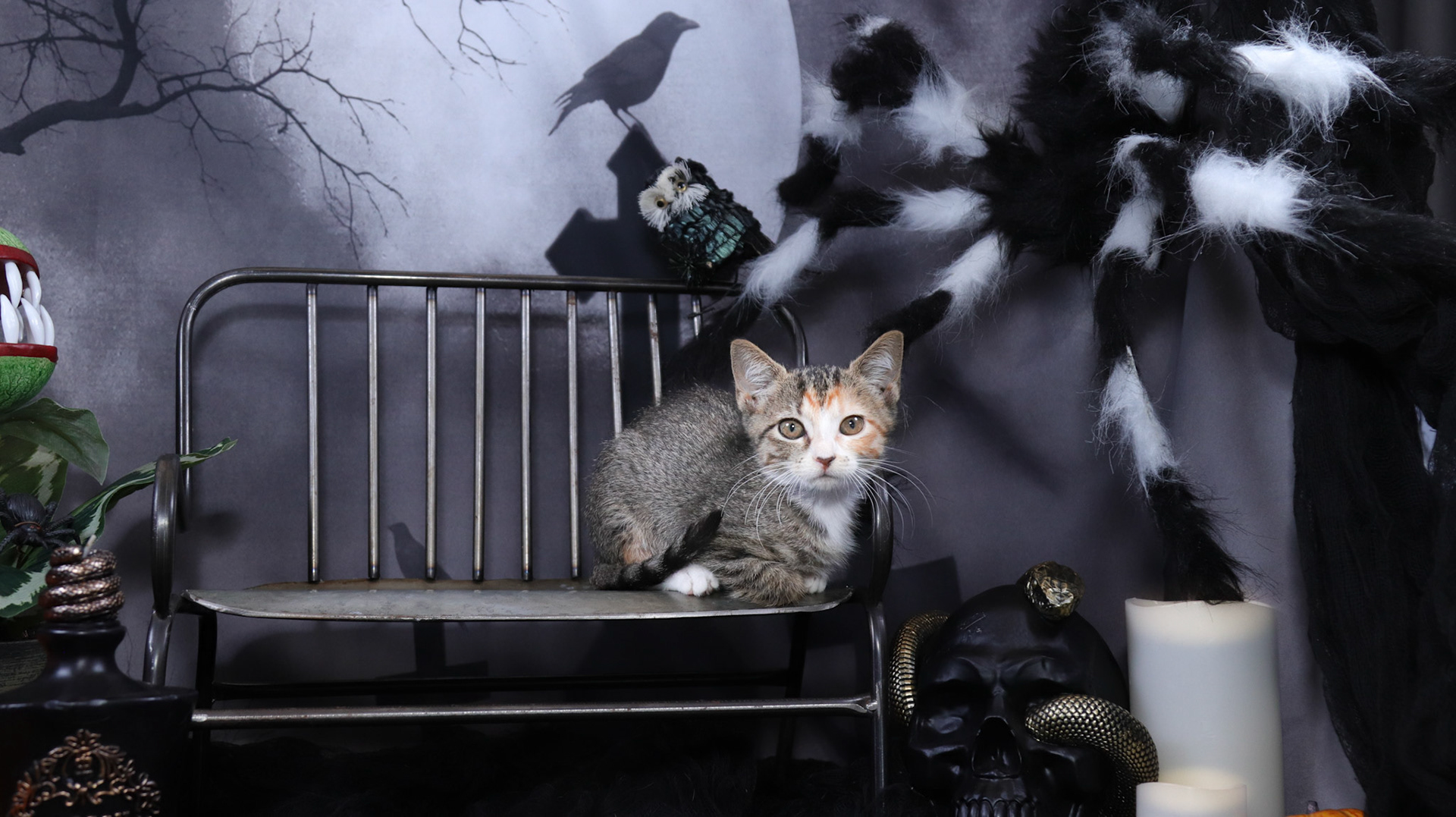 Athena (F-DSH-Tabico)