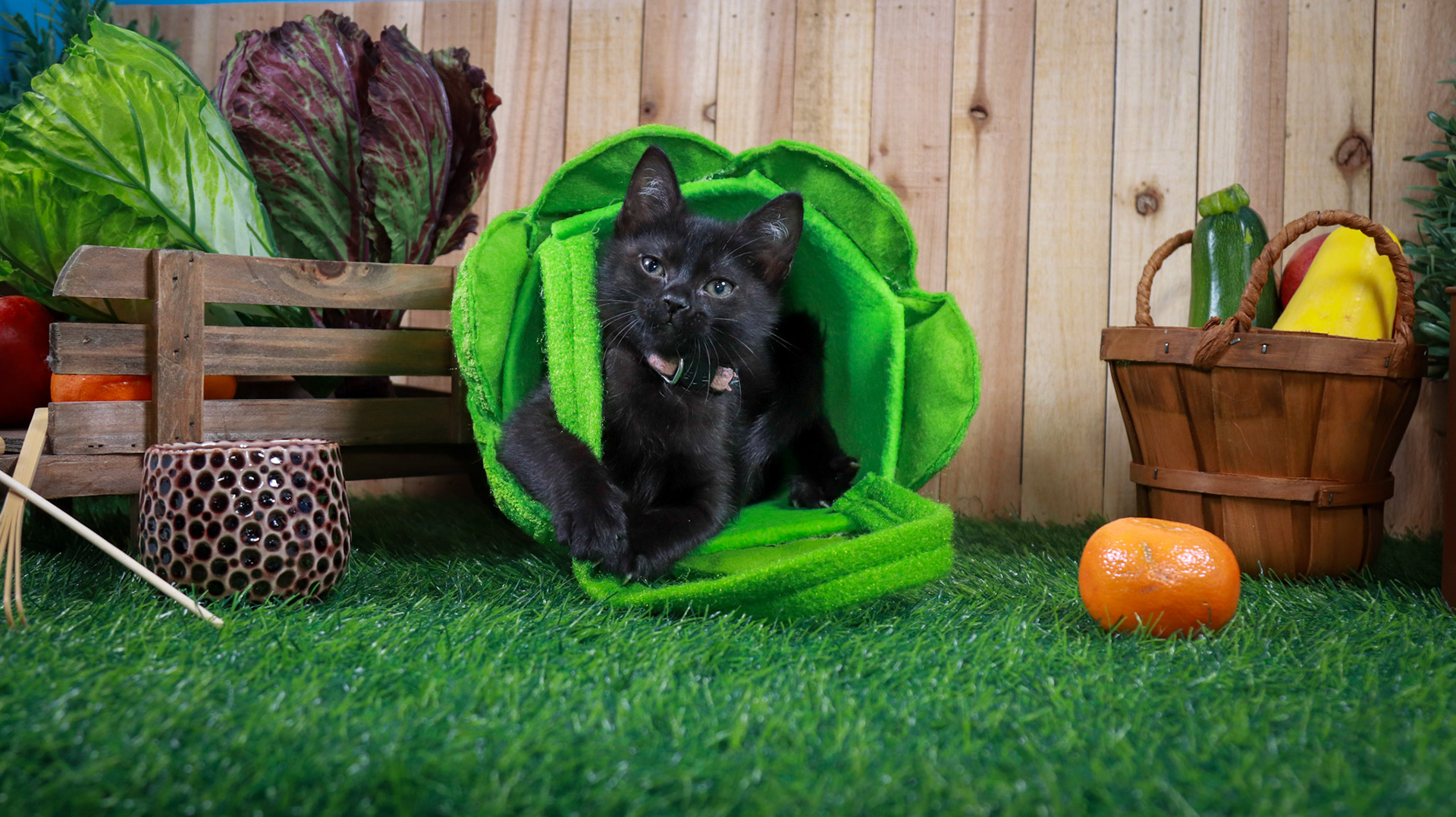 Otter (F-DSH-Black)