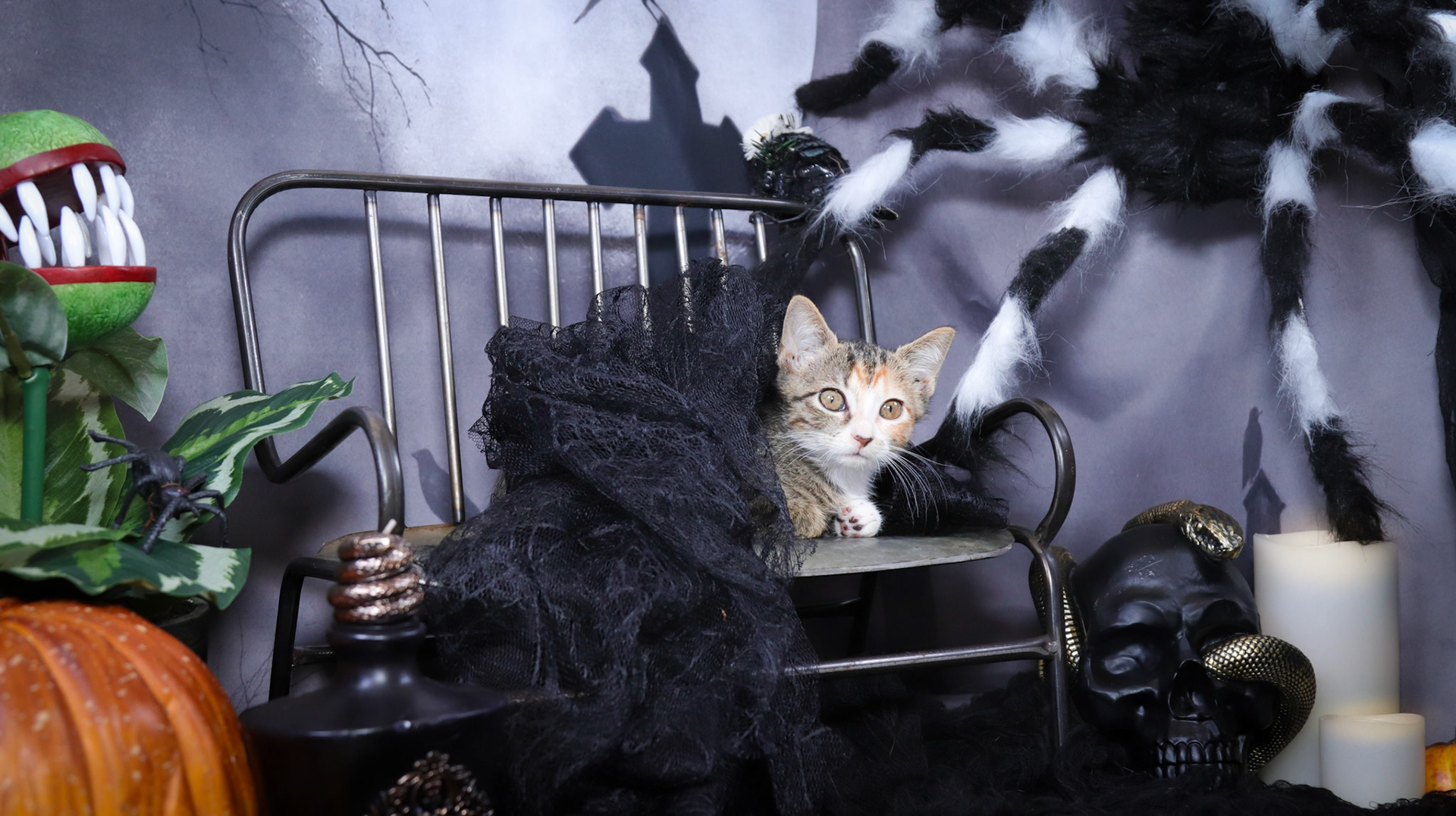 Athena (F-DSH-Tabico)