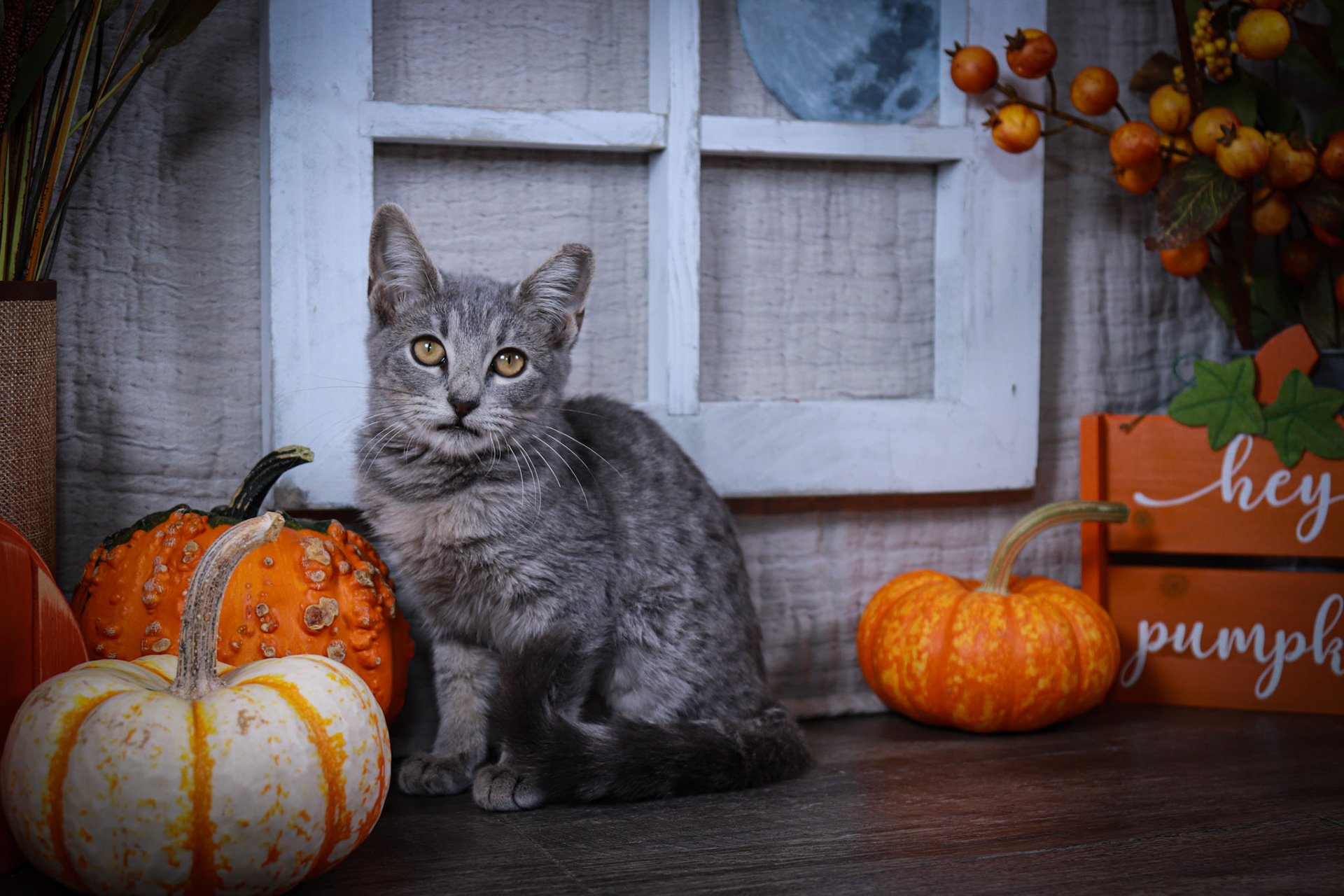 Fontana (F-DSH-Gray/Tabby)