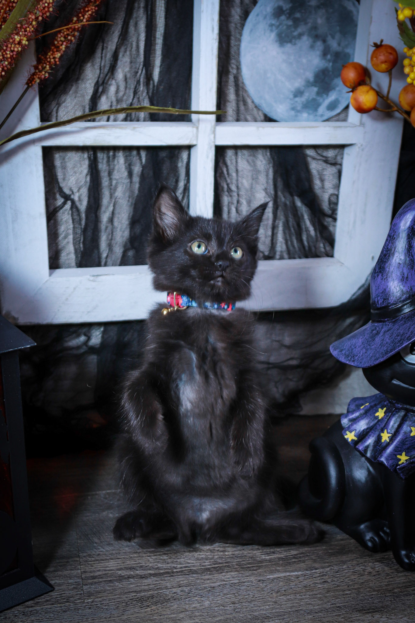 Boo (F-DLH-Black)