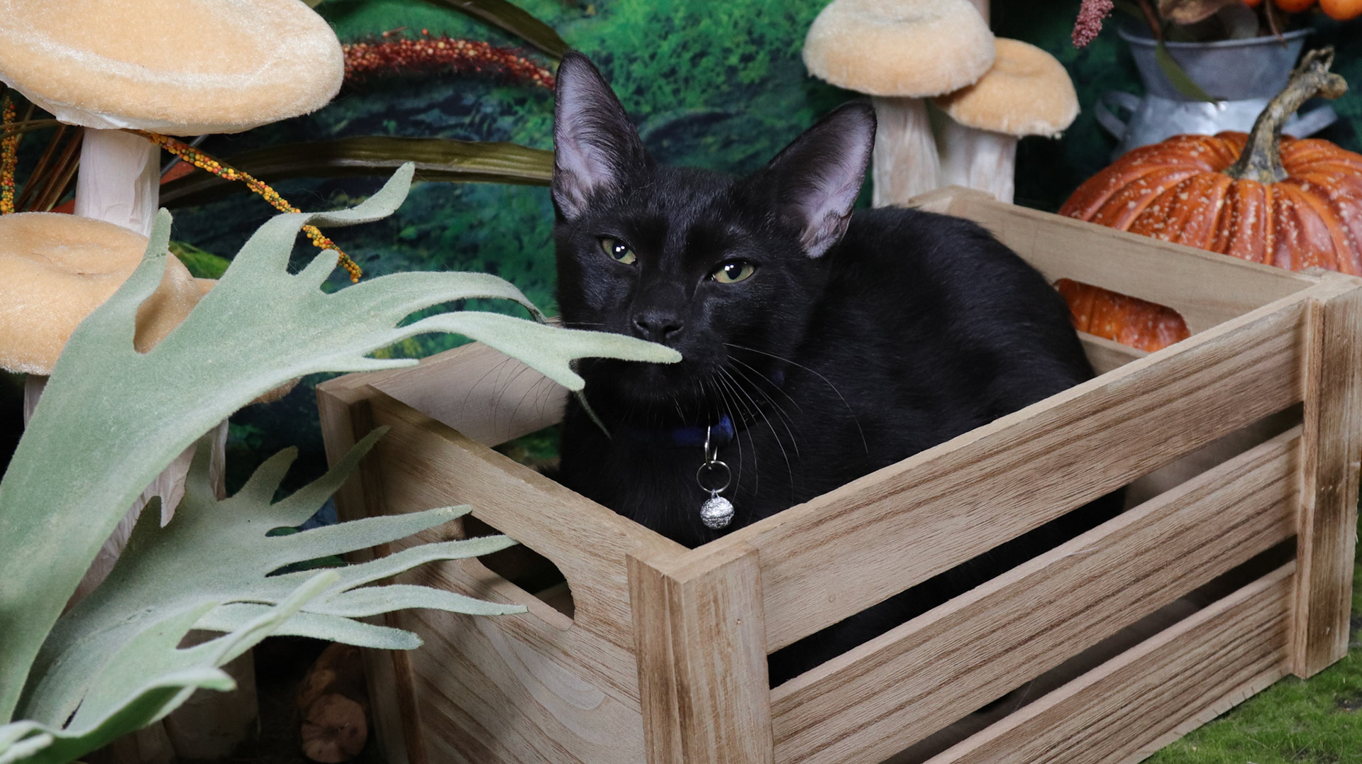 Raven (M-DSH-Black)