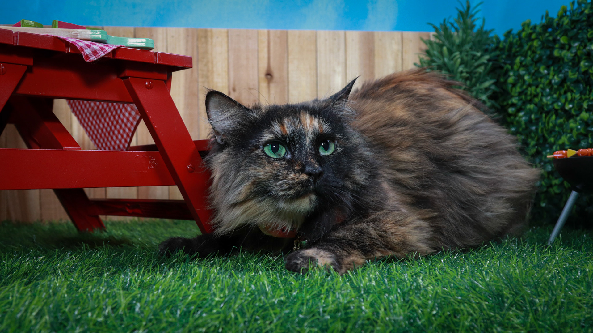 Tortina (F-DLH-Tortie/Manx)