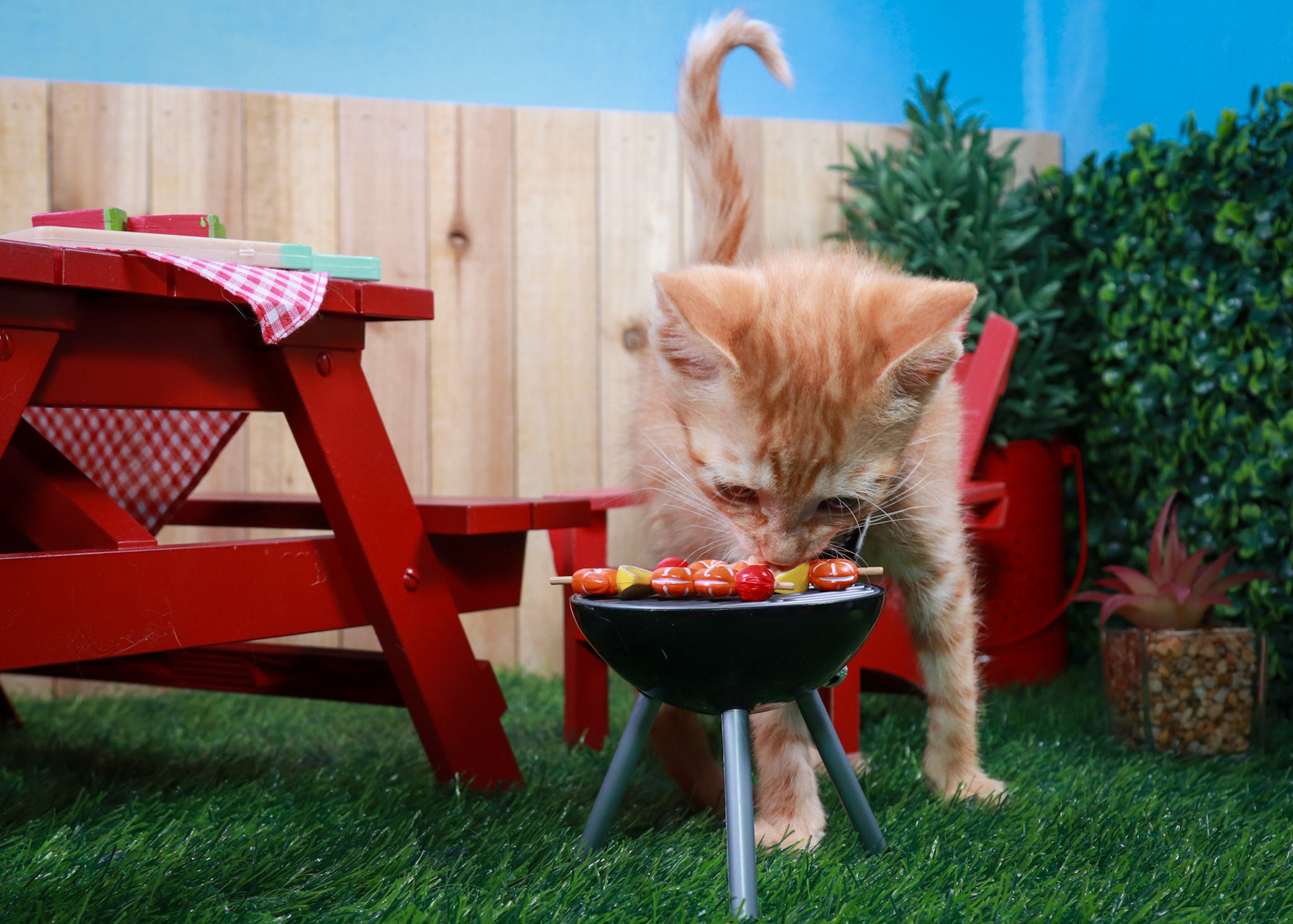 Tator Tot(M-DSH-Ginger)