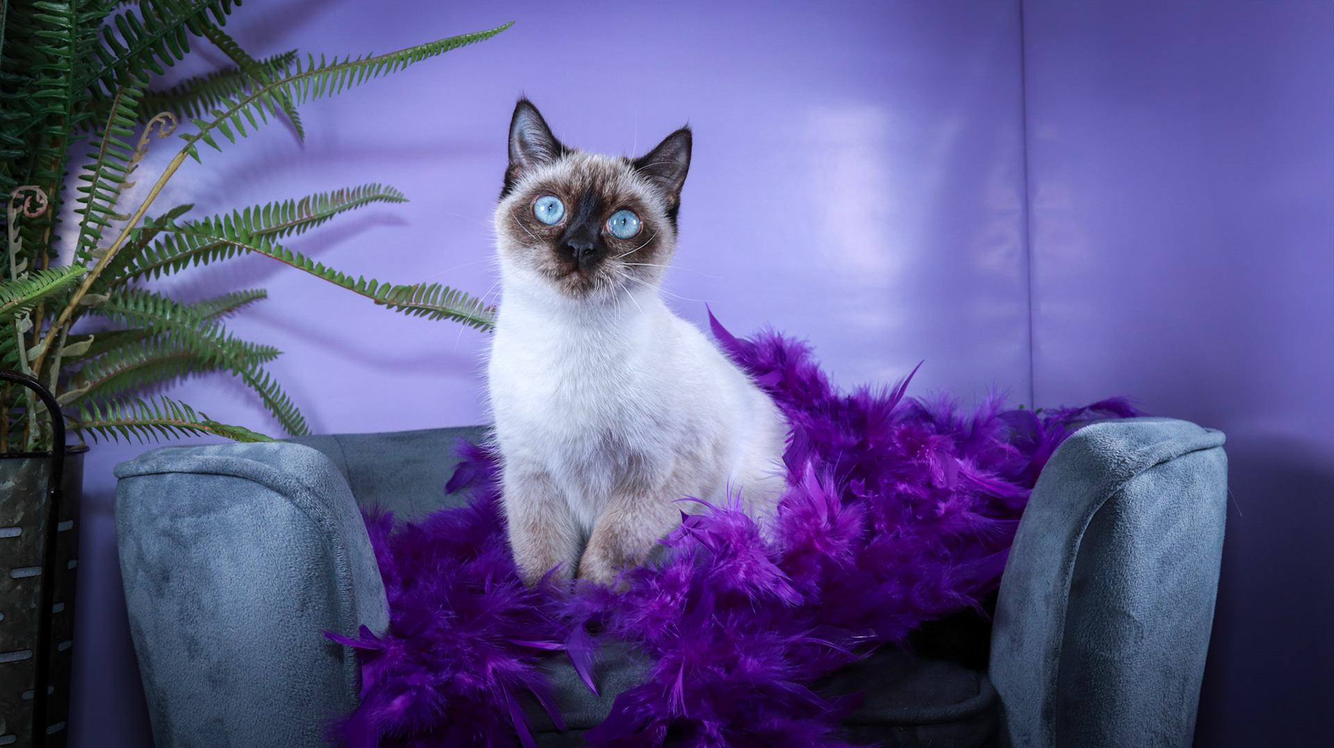 Meci (F-DSH-Seal Point Siamese)
