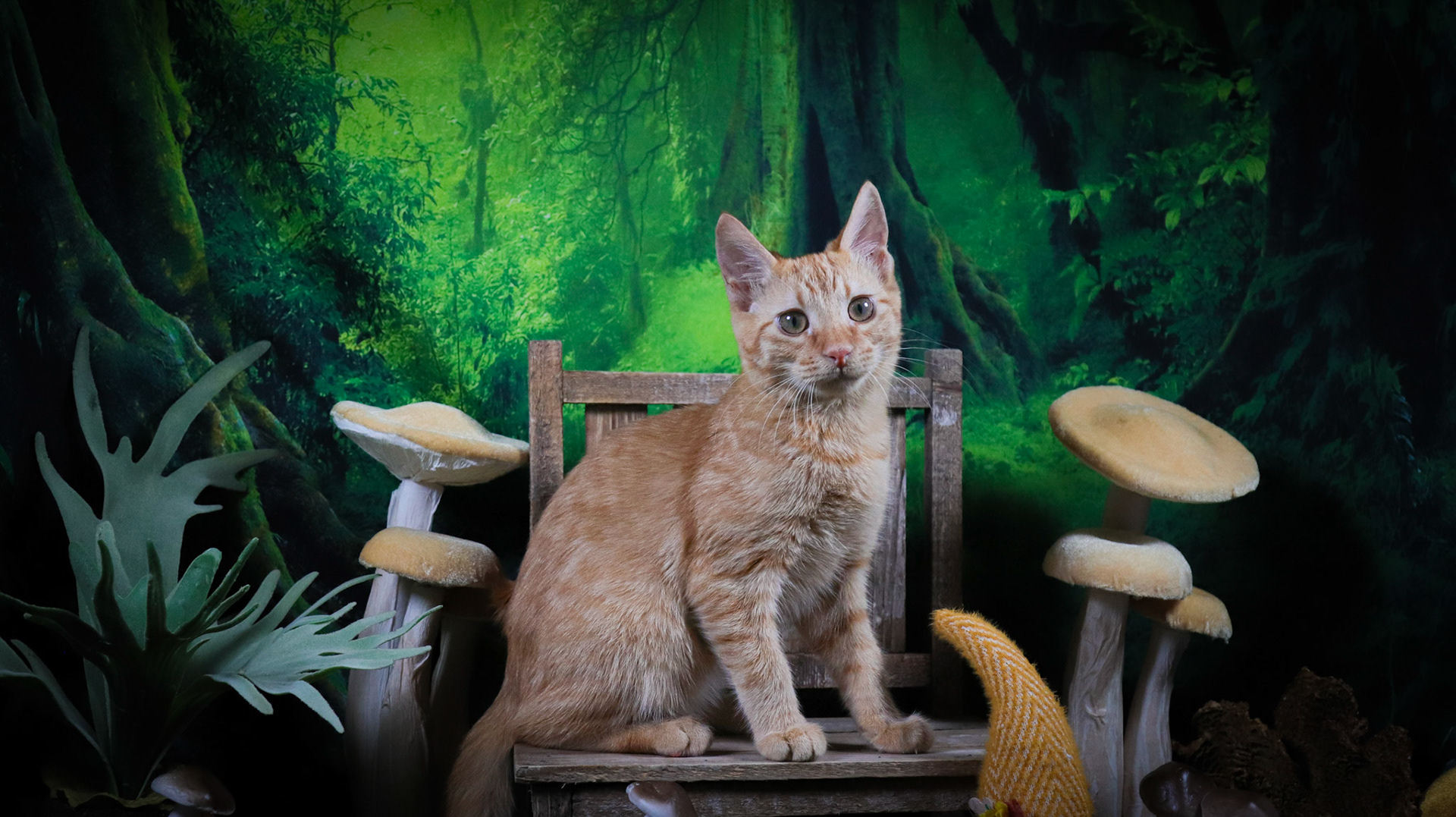 Gordis (M-DSH-Ginger/Tabby)