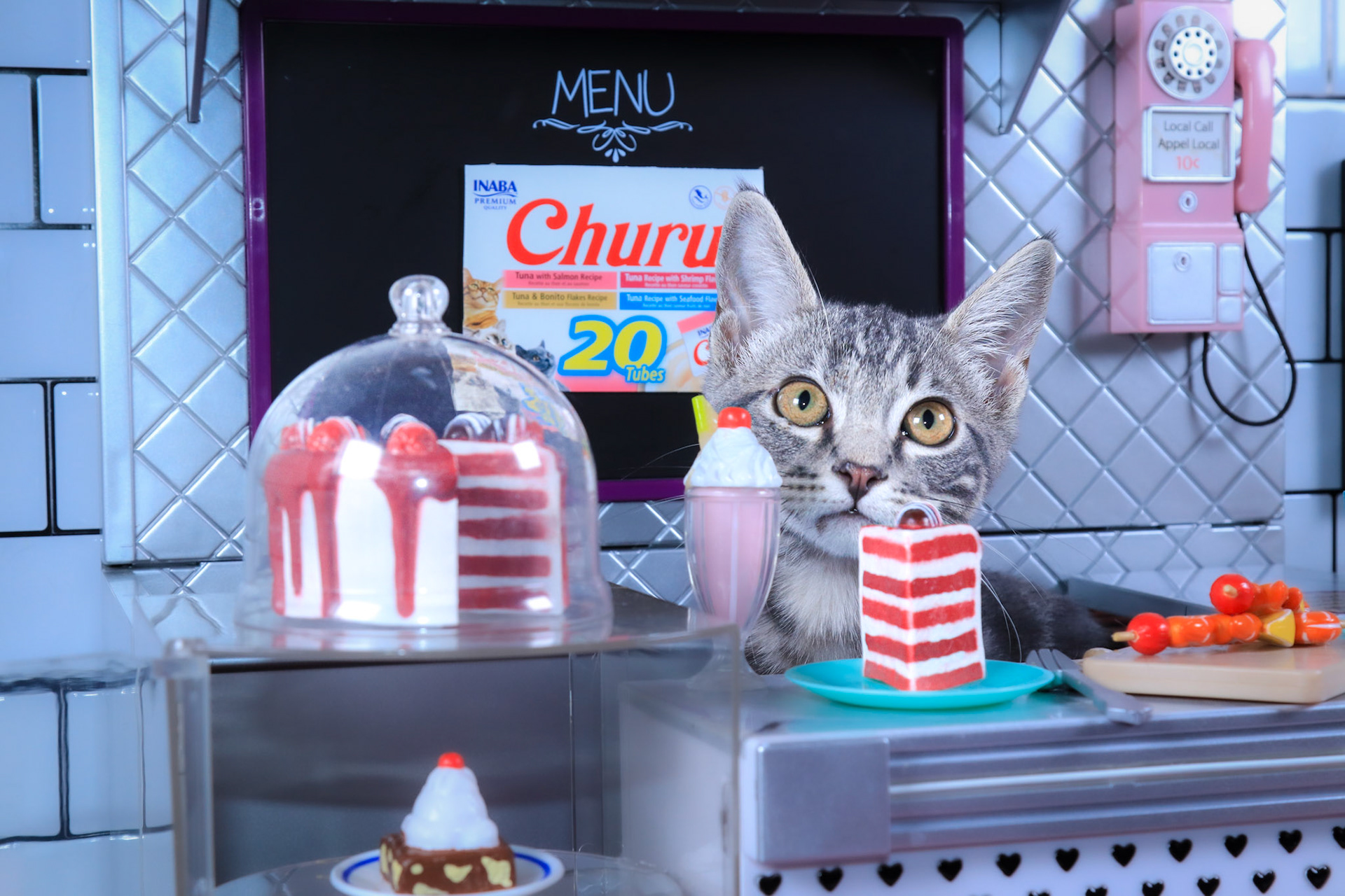 Scorpio (M-DSH-Gray/White/Tabby)