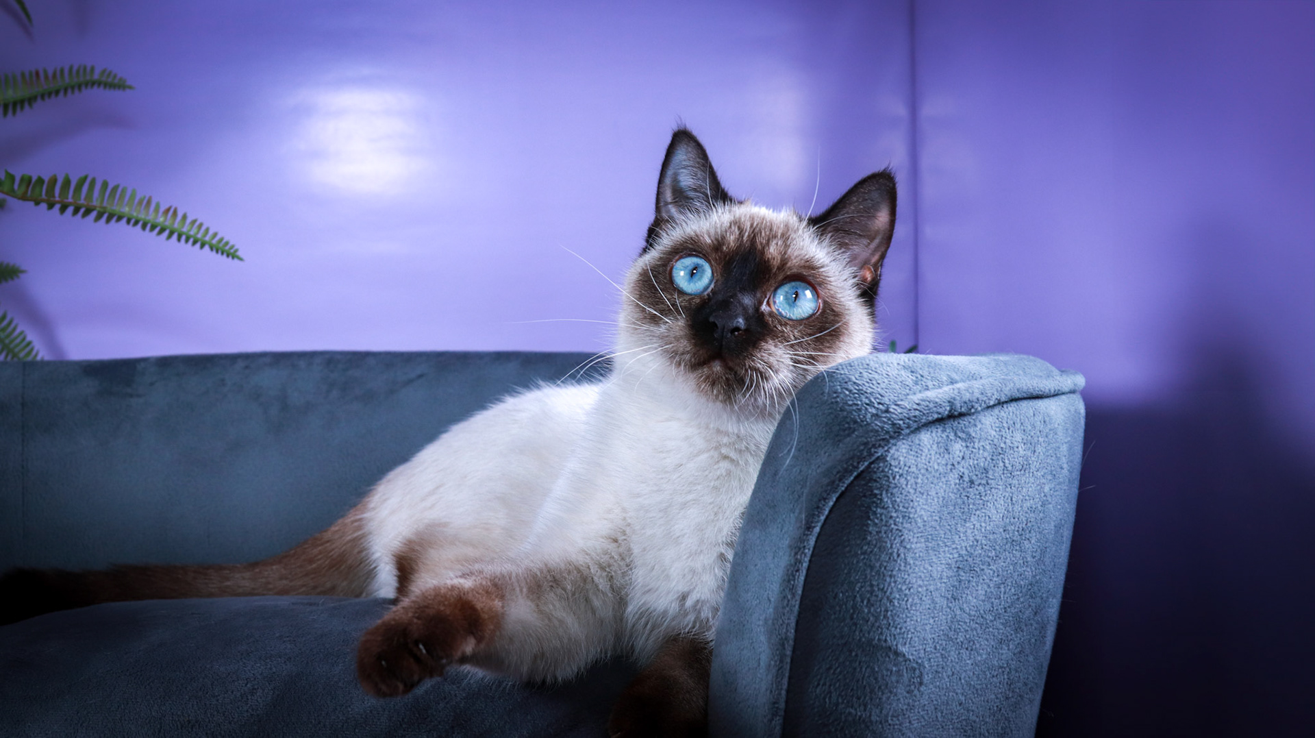 Meci (F-DSH-Seal Point Siamese)