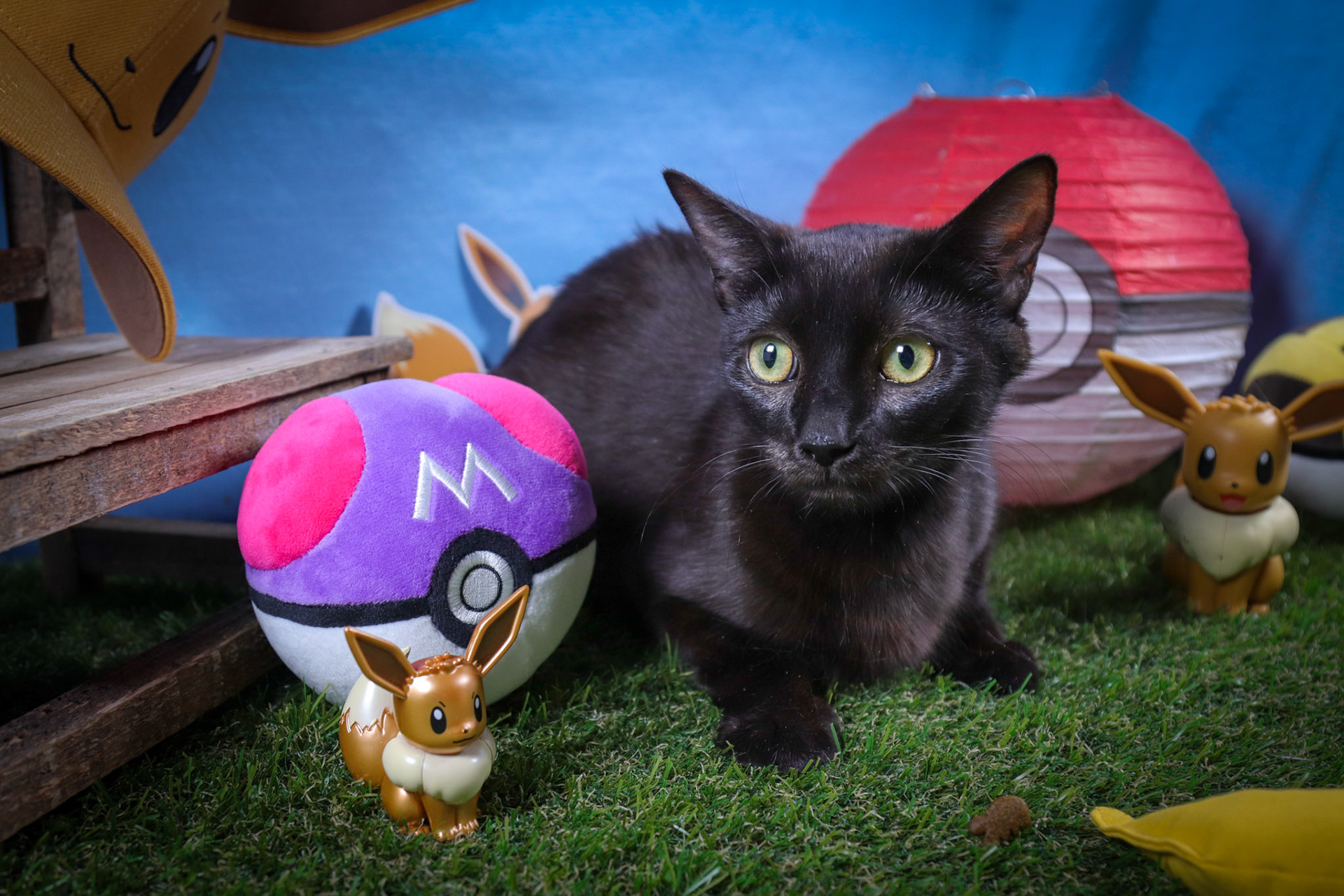 Eevee (F-DSH-Black/Mom)