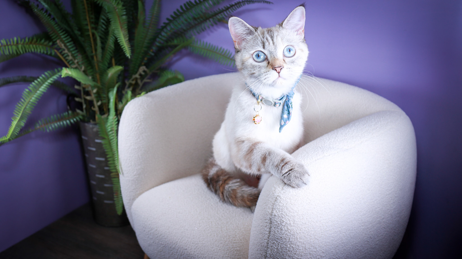 Lumi (F-DSH-Lynx Point Siamese)