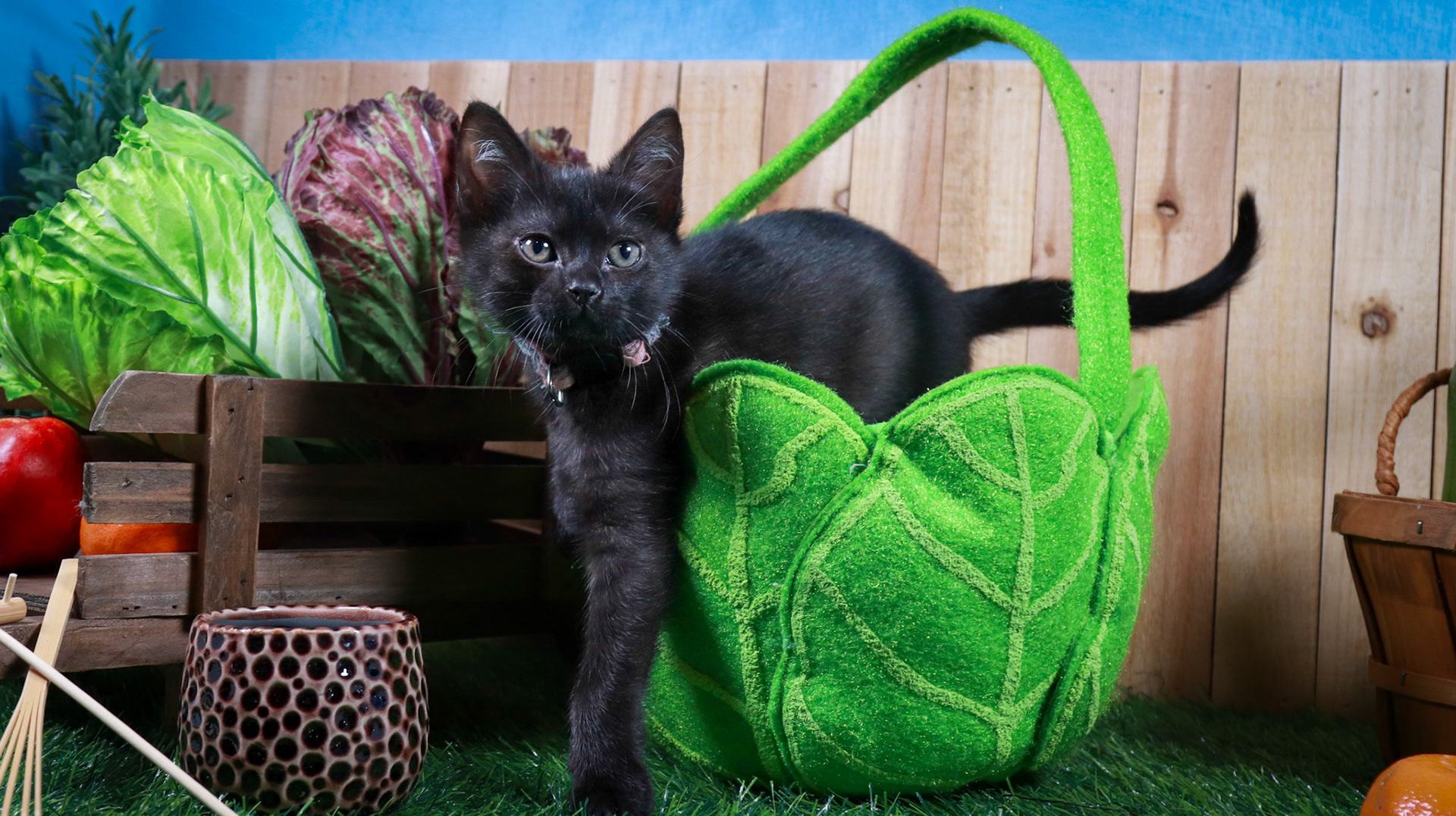 Otter (F-DSH-Black)