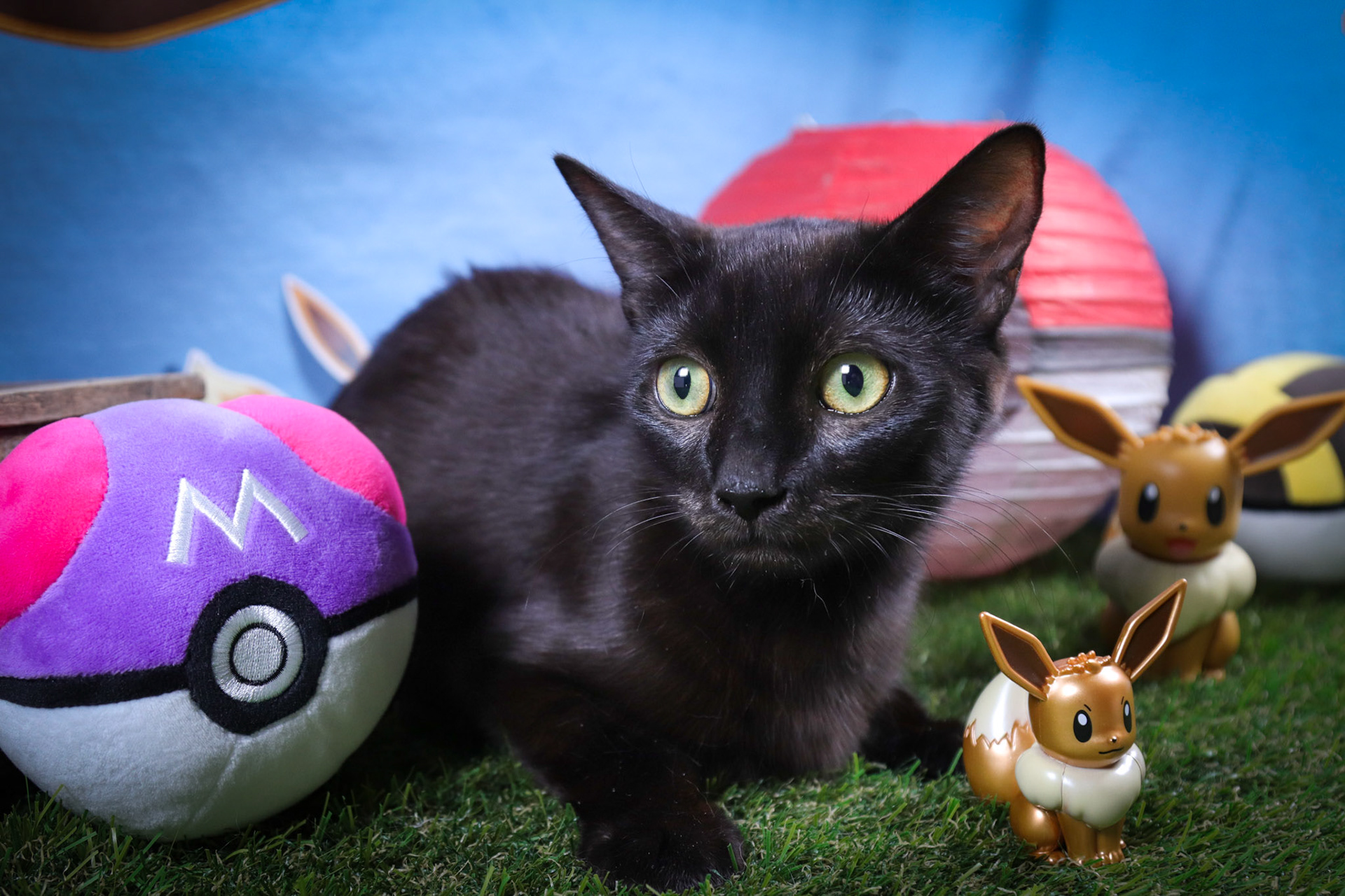 Eevee (F-DSH-Black/Mom)