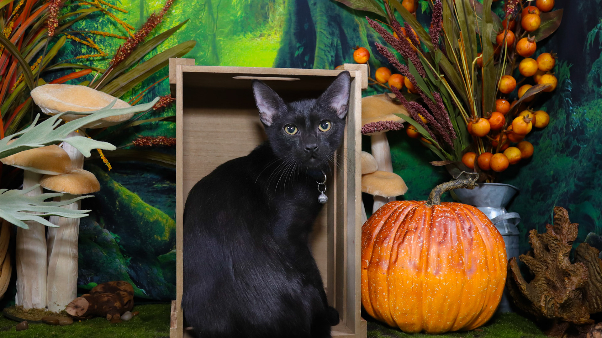 Raven (M-DSH-Black)